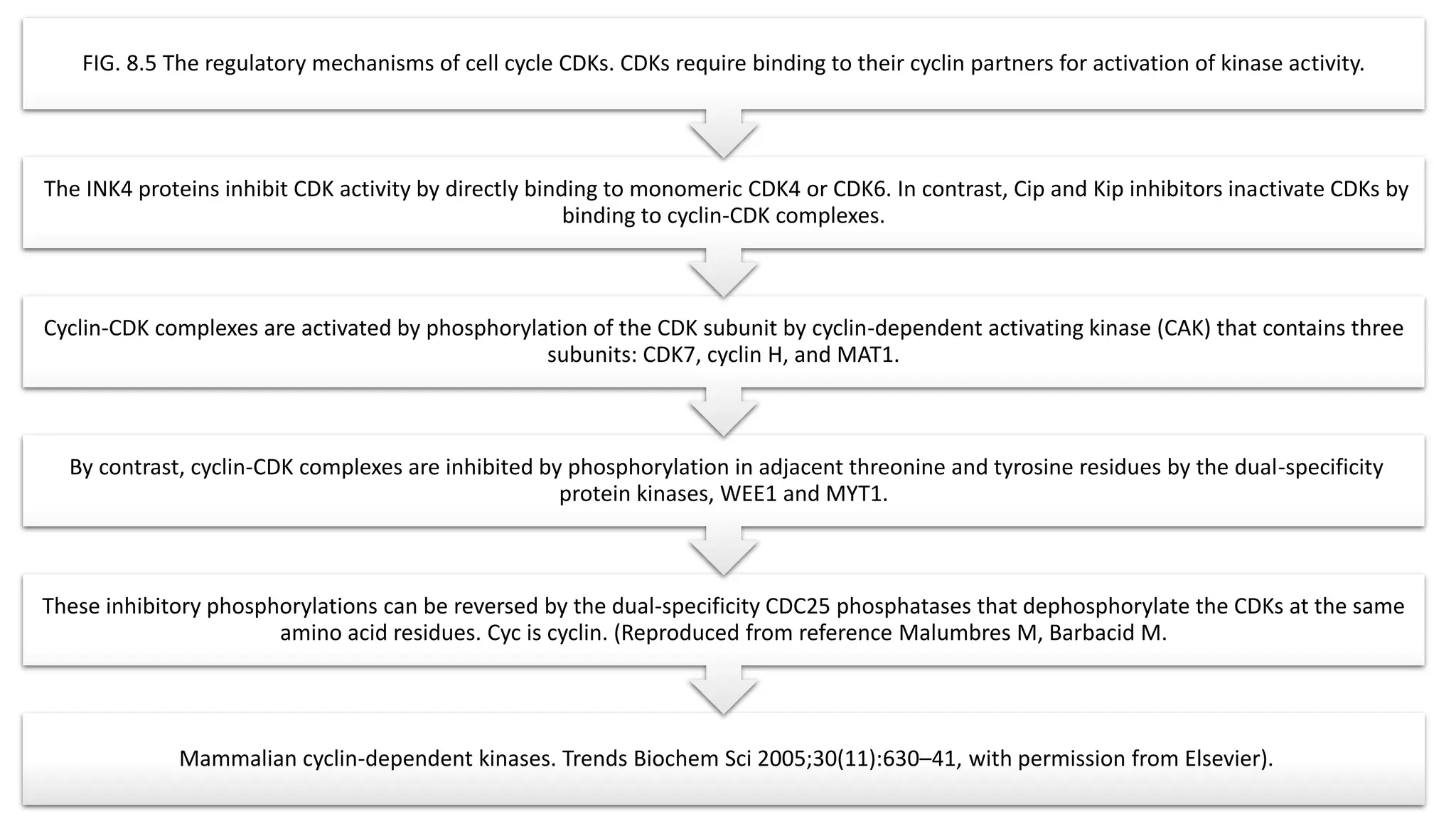 Mammalian cyclin-dependent kinases. Trends Biochem Sci 2005;30(11):630–41, with permission from Elsevier).
These inhibitory phosphorylations can be reversed by the dual-specificity CDC25 phosphatases that dephosphorylate the CDKs at the same
amino acid residues. Cyc is cyclin. (Reproduced from reference Malumbres M, Barbacid M.
By contrast, cyclin-CDK complexes are inhibited by phosphorylation in adjacent threonine and tyrosine residues by the dual-specificity
protein kinases, WEE1 and MYT1.
Cyclin-CDK complexes are activated by phosphorylation of the CDK subunit by cyclin-dependent activating kinase (CAK) that contains three
subunits: CDK7, cyclin H, and MAT1.
The INK4 proteins inhibit CDK activity by directly binding to monomeric CDK4 or CDK6. In contrast, Cip and Kip inhibitors inactivate CDKs by
binding to cyclin-CDK complexes.
FIG. 8.5 The regulatory mechanisms of cell cycle CDKs. CDKs require binding to their cyclin partners for activation of kinase activity.
 