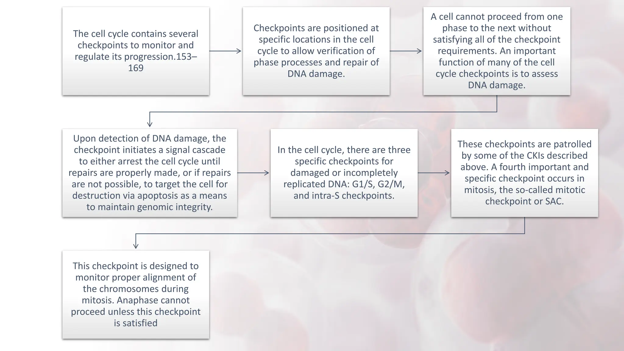 The cell cycle contains several
checkpoints to monitor and
regulate its progression.153–
169
Checkpoints are positioned at
specific locations in the cell
cycle to allow verification of
phase processes and repair of
DNA damage.
A cell cannot proceed from one
phase to the next without
satisfying all of the checkpoint
requirements. An important
function of many of the cell
cycle checkpoints is to assess
DNA damage.
Upon detection of DNA damage, the
checkpoint initiates a signal cascade
to either arrest the cell cycle until
repairs are properly made, or if repairs
are not possible, to target the cell for
destruction via apoptosis as a means
to maintain genomic integrity.
In the cell cycle, there are three
specific checkpoints for
damaged or incompletely
replicated DNA: G1/S, G2/M,
and intra-S checkpoints.
These checkpoints are patrolled
by some of the CKIs described
above. A fourth important and
specific checkpoint occurs in
mitosis, the so-called mitotic
checkpoint or SAC.
This checkpoint is designed to
monitor proper alignment of
the chromosomes during
mitosis. Anaphase cannot
proceed unless this checkpoint
is satisfied
 