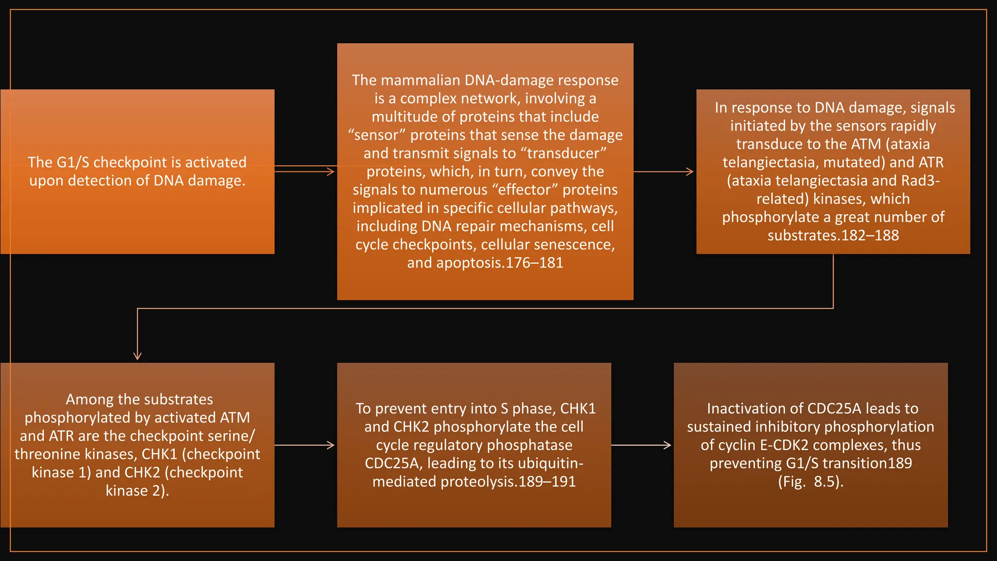 The G1/S checkpoint is activated
upon detection of DNA damage.
The mammalian DNA-damage response
is a complex network, involving a
multitude of proteins that include
“sensor” proteins that sense the damage
and transmit signals to “transducer”
proteins, which, in turn, convey the
signals to numerous “effector” proteins
implicated in specific cellular pathways,
including DNA repair mechanisms, cell
cycle checkpoints, cellular senescence,
and apoptosis.176–181
In response to DNA damage, signals
initiated by the sensors rapidly
transduce to the ATM (ataxia
telangiectasia, mutated) and ATR
(ataxia telangiectasia and Rad3-
related) kinases, which
phosphorylate a great number of
substrates.182–188
Among the substrates
phosphorylated by activated ATM
and ATR are the checkpoint serine/
threonine kinases, CHK1 (checkpoint
kinase 1) and CHK2 (checkpoint
kinase 2).
To prevent entry into S phase, CHK1
and CHK2 phosphorylate the cell
cycle regulatory phosphatase
CDC25A, leading to its ubiquitin-
mediated proteolysis.189–191
Inactivation of CDC25A leads to
sustained inhibitory phosphorylation
of cyclin E-CDK2 complexes, thus
preventing G1/S transition189
(Fig. 8.5).
 