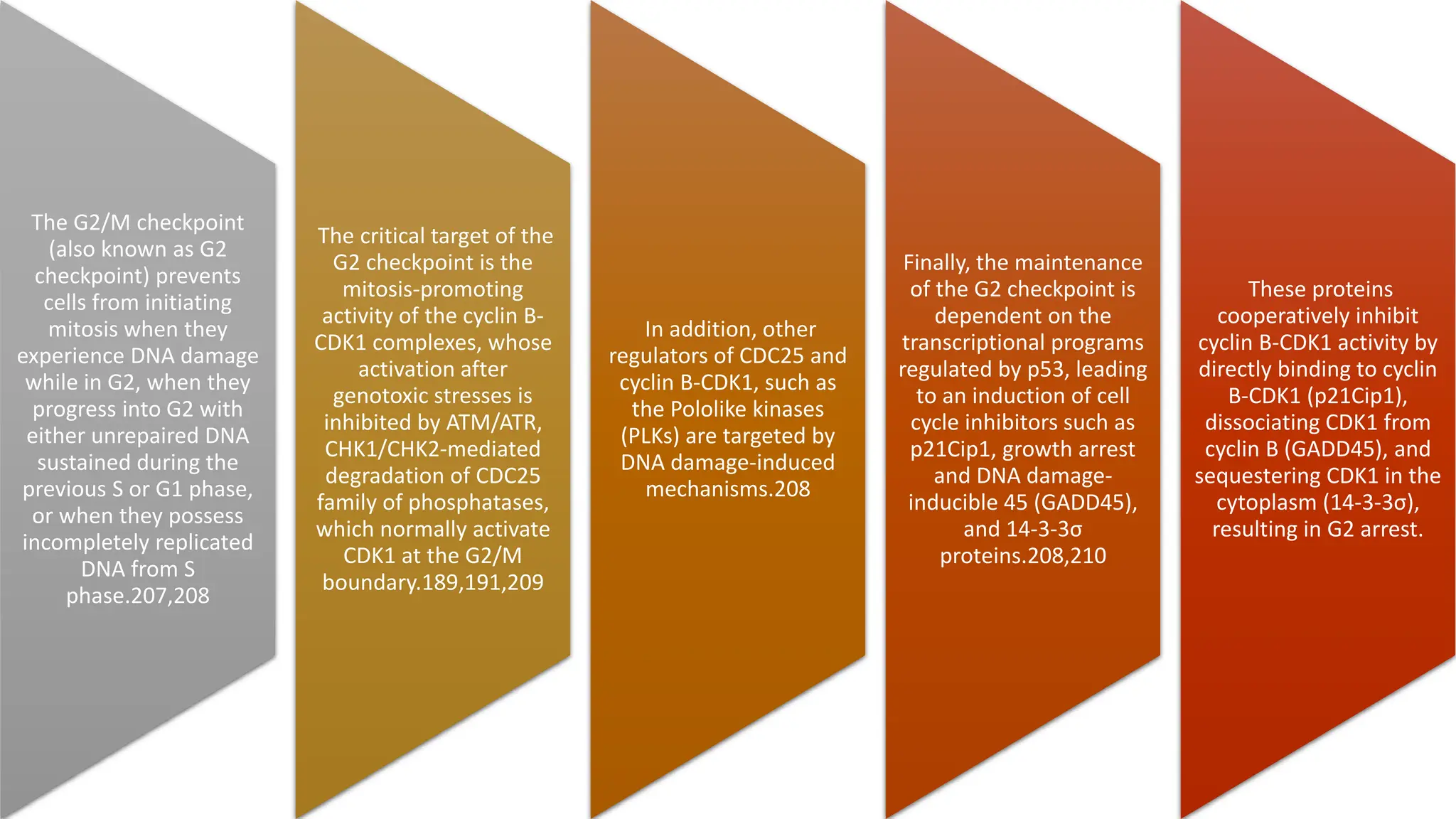The G2/M checkpoint
(also known as G2
checkpoint) prevents
cells from initiating
mitosis when they
experience DNA damage
while in G2, when they
progress into G2 with
either unrepaired DNA
sustained during the
previous S or G1 phase,
or when they possess
incompletely replicated
DNA from S
phase.207,208
The critical target of the
G2 checkpoint is the
mitosis-promoting
activity of the cyclin B-
CDK1 complexes, whose
activation after
genotoxic stresses is
inhibited by ATM/ATR,
CHK1/CHK2-mediated
degradation of CDC25
family of phosphatases,
which normally activate
CDK1 at the G2/M
boundary.189,191,209
In addition, other
regulators of CDC25 and
cyclin B-CDK1, such as
the Pololike kinases
(PLKs) are targeted by
DNA damage-induced
mechanisms.208
Finally, the maintenance
of the G2 checkpoint is
dependent on the
transcriptional programs
regulated by p53, leading
to an induction of cell
cycle inhibitors such as
p21Cip1, growth arrest
and DNA damage-
inducible 45 (GADD45),
and 14-3-3σ
proteins.208,210
These proteins
cooperatively inhibit
cyclin B-CDK1 activity by
directly binding to cyclin
B-CDK1 (p21Cip1),
dissociating CDK1 from
cyclin B (GADD45), and
sequestering CDK1 in the
cytoplasm (14-3-3σ),
resulting in G2 arrest.
 