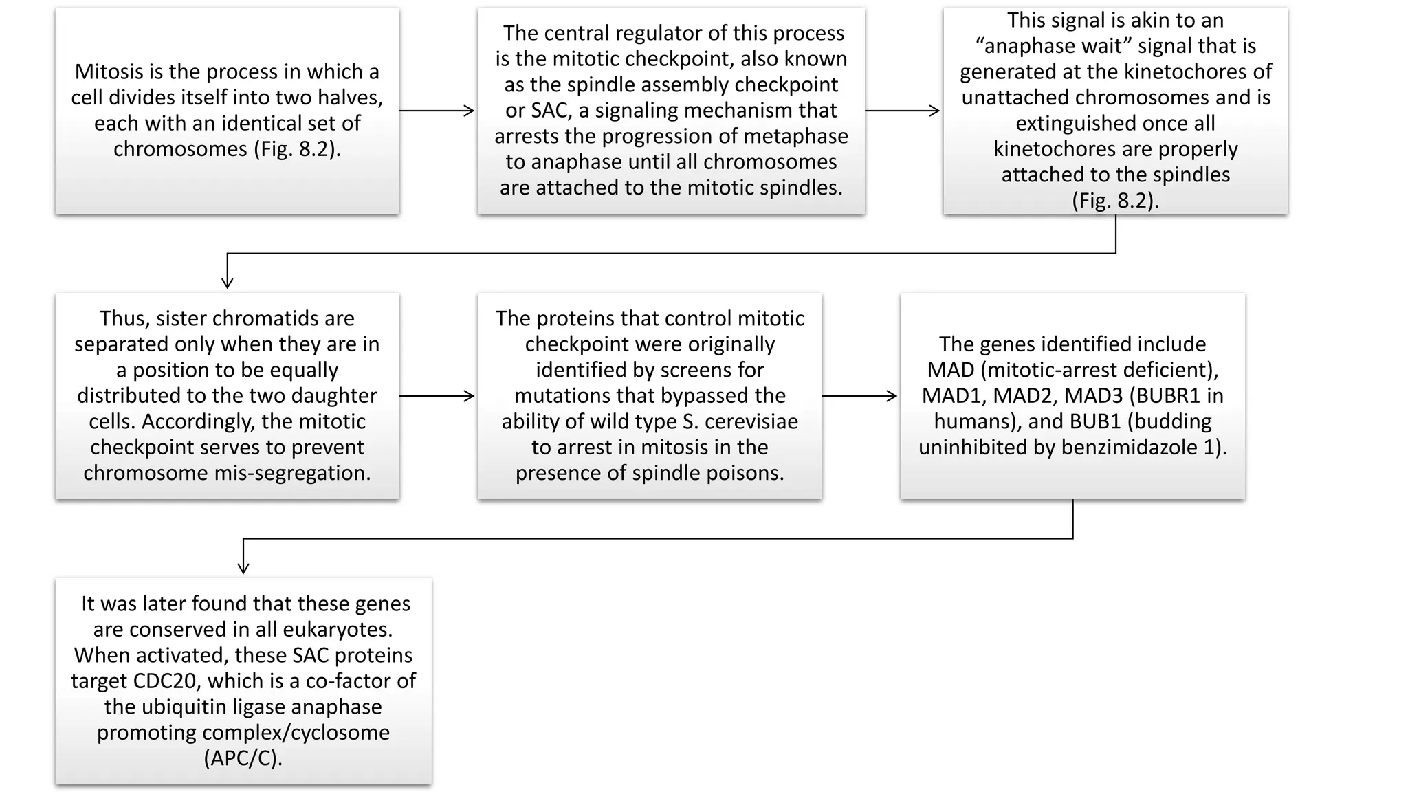 Mitosis is the process in which a
cell divides itself into two halves,
each with an identical set of
chromosomes (Fig. 8.2).
The central regulator of this process
is the mitotic checkpoint, also known
as the spindle assembly checkpoint
or SAC, a signaling mechanism that
arrests the progression of metaphase
to anaphase until all chromosomes
are attached to the mitotic spindles.
This signal is akin to an
“anaphase wait” signal that is
generated at the kinetochores of
unattached chromosomes and is
extinguished once all
kinetochores are properly
attached to the spindles
(Fig. 8.2).
Thus, sister chromatids are
separated only when they are in
a position to be equally
distributed to the two daughter
cells. Accordingly, the mitotic
checkpoint serves to prevent
chromosome mis-segregation.
The proteins that control mitotic
checkpoint were originally
identified by screens for
mutations that bypassed the
ability of wild type S. cerevisiae
to arrest in mitosis in the
presence of spindle poisons.
The genes identified include
MAD (mitotic-arrest deficient),
MAD1, MAD2, MAD3 (BUBR1 in
humans), and BUB1 (budding
uninhibited by benzimidazole 1).
It was later found that these genes
are conserved in all eukaryotes.
When activated, these SAC proteins
target CDC20, which is a co-factor of
the ubiquitin ligase anaphase
promoting complex/cyclosome
(APC/C).
 