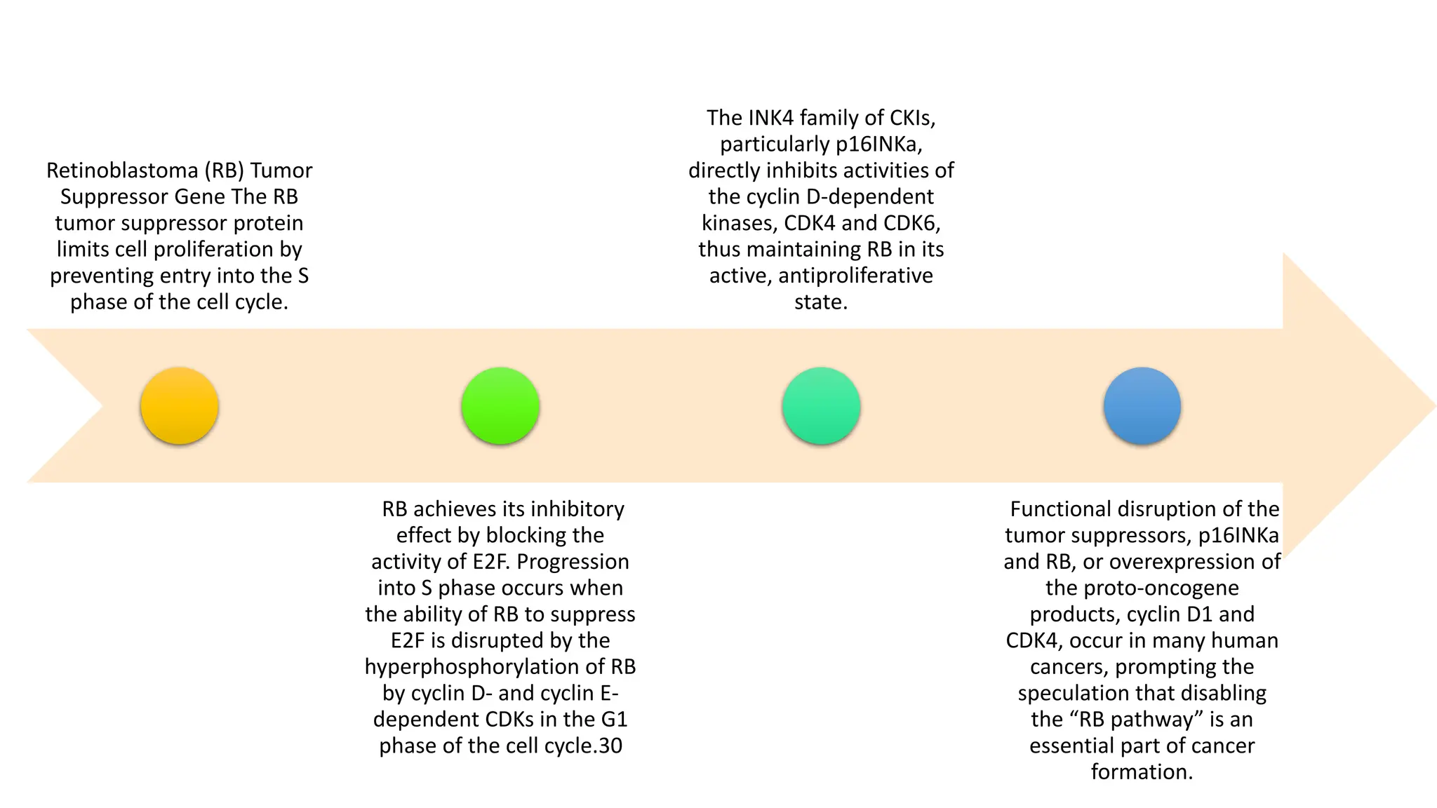 Retinoblastoma (RB) Tumor
Suppressor Gene The RB
tumor suppressor protein
limits cell proliferation by
preventing entry into the S
phase of the cell cycle.
RB achieves its inhibitory
effect by blocking the
activity of E2F. Progression
into S phase occurs when
the ability of RB to suppress
E2F is disrupted by the
hyperphosphorylation of RB
by cyclin D- and cyclin E-
dependent CDKs in the G1
phase of the cell cycle.30
The INK4 family of CKIs,
particularly p16INKa,
directly inhibits activities of
the cyclin D-dependent
kinases, CDK4 and CDK6,
thus maintaining RB in its
active, antiproliferative
state.
Functional disruption of the
tumor suppressors, p16INKa
and RB, or overexpression of
the proto-oncogene
products, cyclin D1 and
CDK4, occur in many human
cancers, prompting the
speculation that disabling
the “RB pathway” is an
essential part of cancer
formation.
 