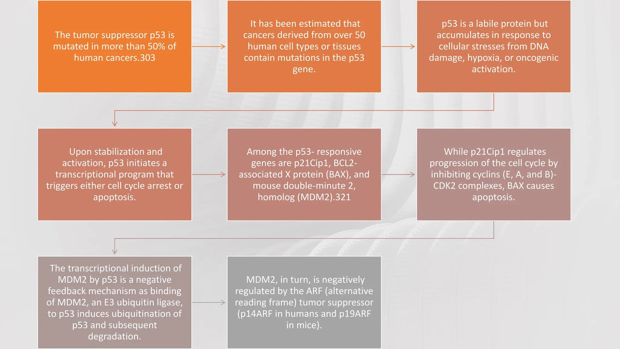 The tumor suppressor p53 is
mutated in more than 50% of
human cancers.303
It has been estimated that
cancers derived from over 50
human cell types or tissues
contain mutations in the p53
gene.
p53 is a labile protein but
accumulates in response to
cellular stresses from DNA
damage, hypoxia, or oncogenic
activation.
Upon stabilization and
activation, p53 initiates a
transcriptional program that
triggers either cell cycle arrest or
apoptosis.
Among the p53- responsive
genes are p21Cip1, BCL2-
associated X protein (BAX), and
mouse double-minute 2,
homolog (MDM2).321
While p21Cip1 regulates
progression of the cell cycle by
inhibiting cyclins (E, A, and B)-
CDK2 complexes, BAX causes
apoptosis.
The transcriptional induction of
MDM2 by p53 is a negative
feedback mechanism as binding
of MDM2, an E3 ubiquitin ligase,
to p53 induces ubiquitination of
p53 and subsequent
degradation.
MDM2, in turn, is negatively
regulated by the ARF (alternative
reading frame) tumor suppressor
(p14ARF in humans and p19ARF
in mice).
 