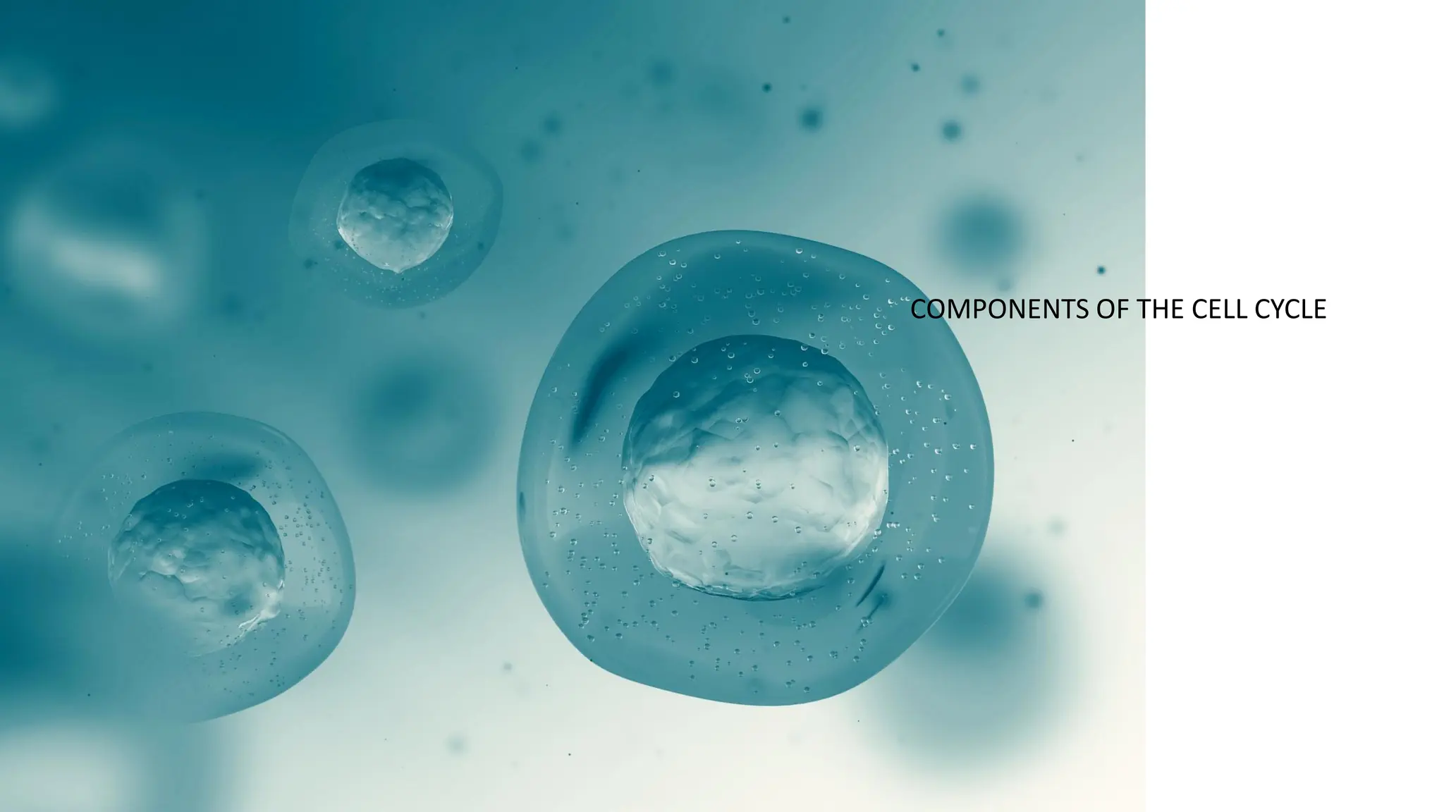 COMPONENTS OF THE CELL CYCLE
 