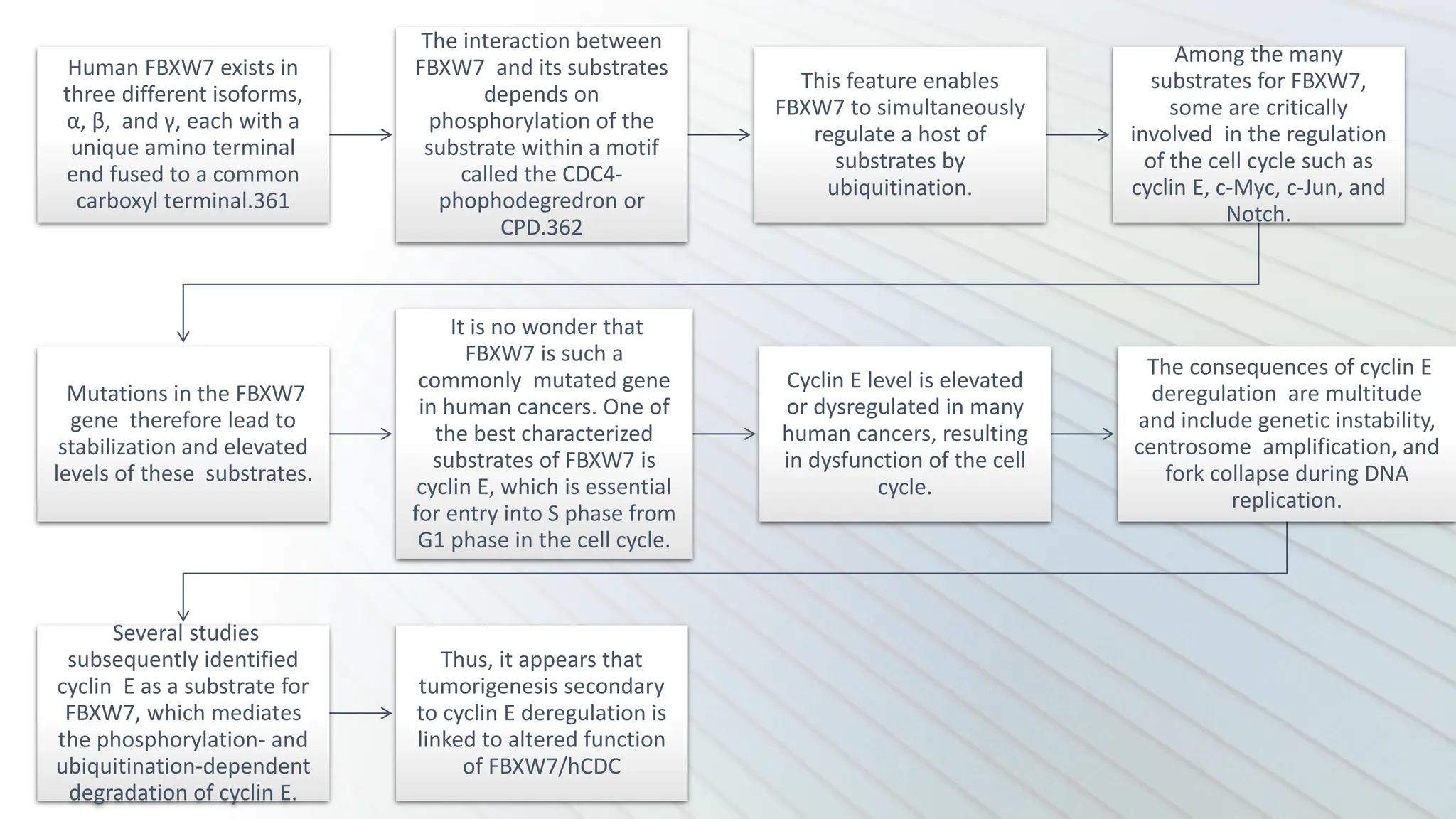 Human FBXW7 exists in
three different isoforms,
α, β, and γ, each with a
unique amino terminal
end fused to a common
carboxyl terminal.361
The interaction between
FBXW7 and its substrates
depends on
phosphorylation of the
substrate within a motif
called the CDC4-
phophodegredron or
CPD.362
This feature enables
FBXW7 to simultaneously
regulate a host of
substrates by
ubiquitination.
Among the many
substrates for FBXW7,
some are critically
involved in the regulation
of the cell cycle such as
cyclin E, c-Myc, c-Jun, and
Notch.
Mutations in the FBXW7
gene therefore lead to
stabilization and elevated
levels of these substrates.
It is no wonder that
FBXW7 is such a
commonly mutated gene
in human cancers. One of
the best characterized
substrates of FBXW7 is
cyclin E, which is essential
for entry into S phase from
G1 phase in the cell cycle.
Cyclin E level is elevated
or dysregulated in many
human cancers, resulting
in dysfunction of the cell
cycle.
The consequences of cyclin E
deregulation are multitude
and include genetic instability,
centrosome amplification, and
fork collapse during DNA
replication.
Several studies
subsequently identified
cyclin E as a substrate for
FBXW7, which mediates
the phosphorylation- and
ubiquitination-dependent
degradation of cyclin E.
Thus, it appears that
tumorigenesis secondary
to cyclin E deregulation is
linked to altered function
of FBXW7/hCDC
 