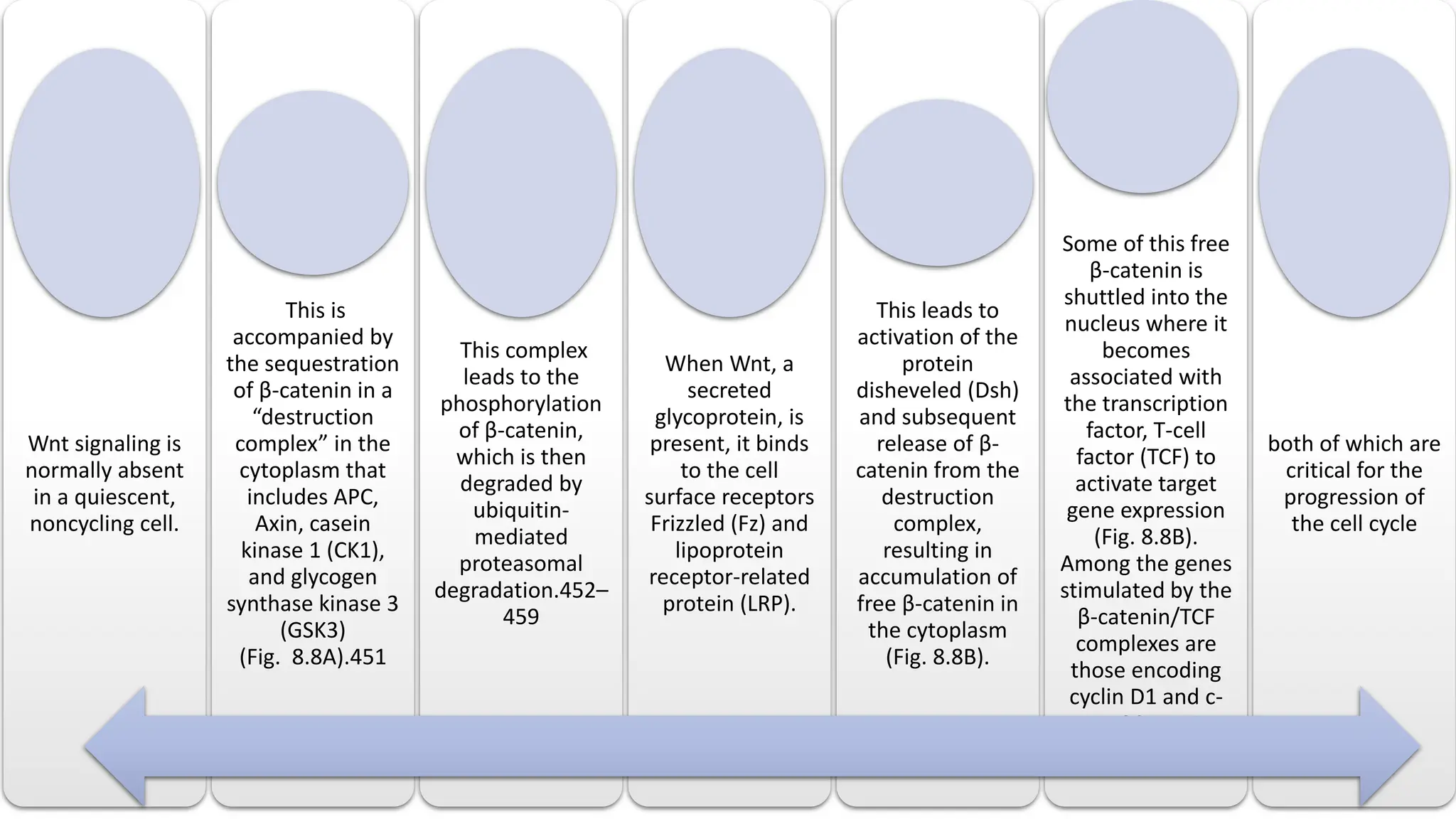 Wnt signaling is
normally absent
in a quiescent,
noncycling cell.
This is
accompanied by
the sequestration
of β-catenin in a
“destruction
complex” in the
cytoplasm that
includes APC,
Axin, casein
kinase 1 (CK1),
and glycogen
synthase kinase 3
(GSK3)
(Fig. 8.8A).451
This complex
leads to the
phosphorylation
of β-catenin,
which is then
degraded by
ubiquitin-
mediated
proteasomal
degradation.452–
459
When Wnt, a
secreted
glycoprotein, is
present, it binds
to the cell
surface receptors
Frizzled (Fz) and
lipoprotein
receptor-related
protein (LRP).
This leads to
activation of the
protein
disheveled (Dsh)
and subsequent
release of β-
catenin from the
destruction
complex,
resulting in
accumulation of
free β-catenin in
the cytoplasm
(Fig. 8.8B).
Some of this free
β-catenin is
shuttled into the
nucleus where it
becomes
associated with
the transcription
factor, T-cell
factor (TCF) to
activate target
gene expression
(Fig. 8.8B).
Among the genes
stimulated by the
β-catenin/TCF
complexes are
those encoding
cyclin D1 and c-
Myc,
both of which are
critical for the
progression of
the cell cycle
 