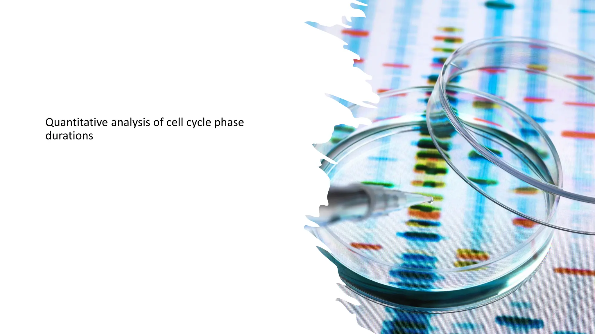 Quantitative analysis of cell cycle phase
durations
 