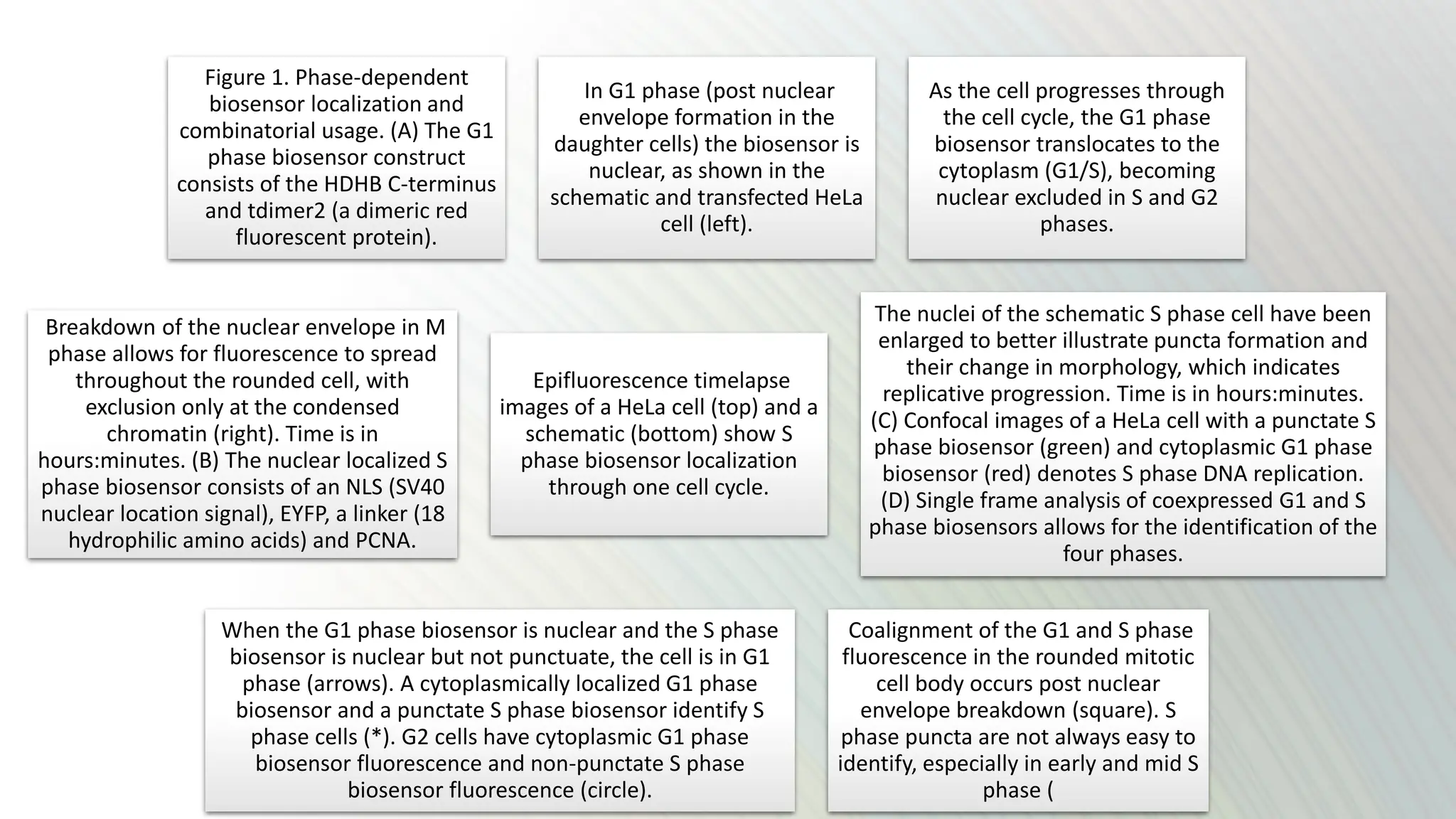 Figure 1. Phase-dependent
biosensor localization and
combinatorial usage. (A) The G1
phase biosensor construct
consists of the HDHB C-terminus
and tdimer2 (a dimeric red
fluorescent protein).
In G1 phase (post nuclear
envelope formation in the
daughter cells) the biosensor is
nuclear, as shown in the
schematic and transfected HeLa
cell (left).
As the cell progresses through
the cell cycle, the G1 phase
biosensor translocates to the
cytoplasm (G1/S), becoming
nuclear excluded in S and G2
phases.
Breakdown of the nuclear envelope in M
phase allows for fluorescence to spread
throughout the rounded cell, with
exclusion only at the condensed
chromatin (right). Time is in
hours:minutes. (B) The nuclear localized S
phase biosensor consists of an NLS (SV40
nuclear location signal), EYFP, a linker (18
hydrophilic amino acids) and PCNA.
Epifluorescence timelapse
images of a HeLa cell (top) and a
schematic (bottom) show S
phase biosensor localization
through one cell cycle.
The nuclei of the schematic S phase cell have been
enlarged to better illustrate puncta formation and
their change in morphology, which indicates
replicative progression. Time is in hours:minutes.
(C) Confocal images of a HeLa cell with a punctate S
phase biosensor (green) and cytoplasmic G1 phase
biosensor (red) denotes S phase DNA replication.
(D) Single frame analysis of coexpressed G1 and S
phase biosensors allows for the identification of the
four phases.
When the G1 phase biosensor is nuclear and the S phase
biosensor is nuclear but not punctuate, the cell is in G1
phase (arrows). A cytoplasmically localized G1 phase
biosensor and a punctate S phase biosensor identify S
phase cells (*). G2 cells have cytoplasmic G1 phase
biosensor fluorescence and non-punctate S phase
biosensor fluorescence (circle).
Coalignment of the G1 and S phase
fluorescence in the rounded mitotic
cell body occurs post nuclear
envelope breakdown (square). S
phase puncta are not always easy to
identify, especially in early and mid S
phase (
 