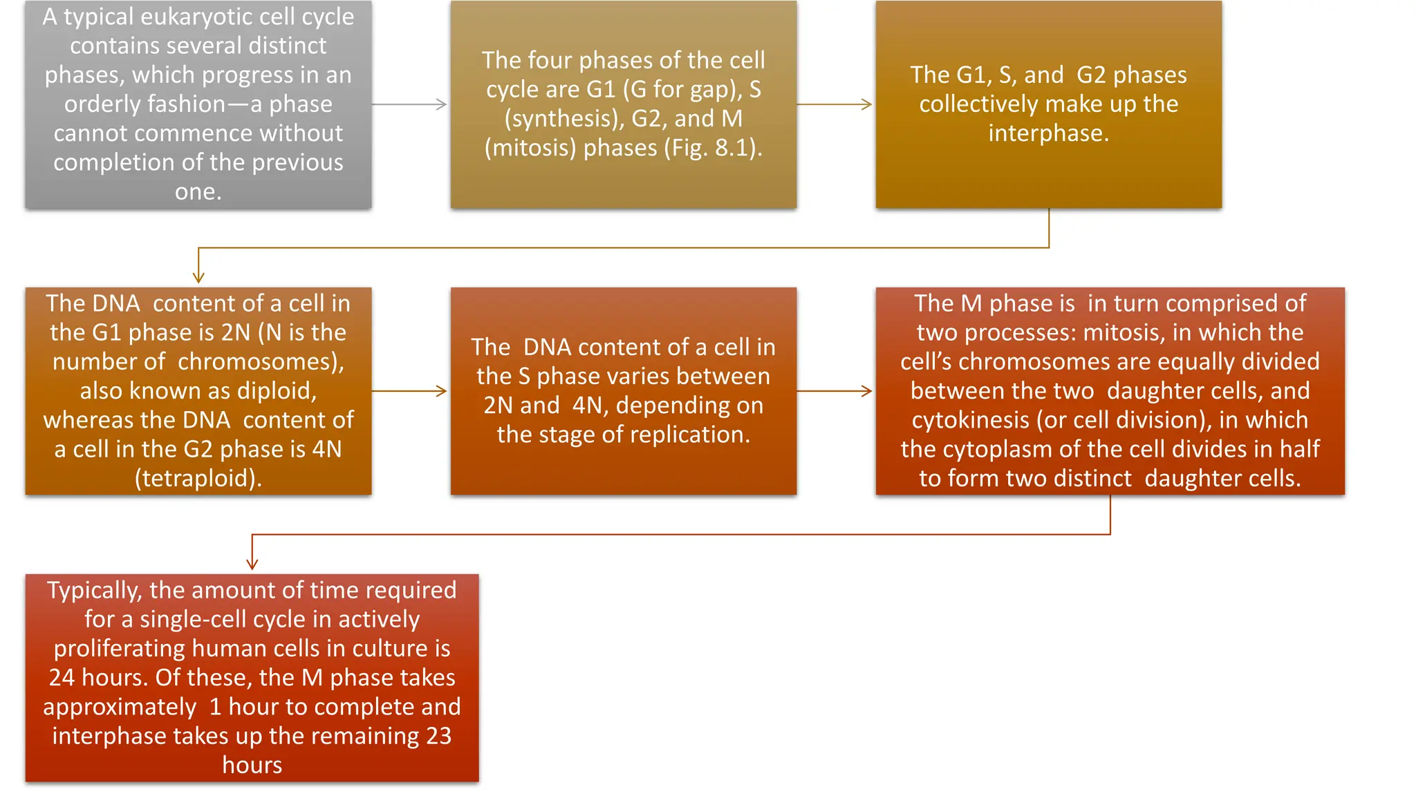 A typical eukaryotic cell cycle
contains several distinct
phases, which progress in an
orderly fashion—a phase
cannot commence without
completion of the previous
one.
The four phases of the cell
cycle are G1 (G for gap), S
(synthesis), G2, and M
(mitosis) phases (Fig. 8.1).
The G1, S, and G2 phases
collectively make up the
interphase.
The DNA content of a cell in
the G1 phase is 2N (N is the
number of chromosomes),
also known as diploid,
whereas the DNA content of
a cell in the G2 phase is 4N
(tetraploid).
The DNA content of a cell in
the S phase varies between
2N and 4N, depending on
the stage of replication.
The M phase is in turn comprised of
two processes: mitosis, in which the
cell’s chromosomes are equally divided
between the two daughter cells, and
cytokinesis (or cell division), in which
the cytoplasm of the cell divides in half
to form two distinct daughter cells.
Typically, the amount of time required
for a single-cell cycle in actively
proliferating human cells in culture is
24 hours. Of these, the M phase takes
approximately 1 hour to complete and
interphase takes up the remaining 23
hours
 