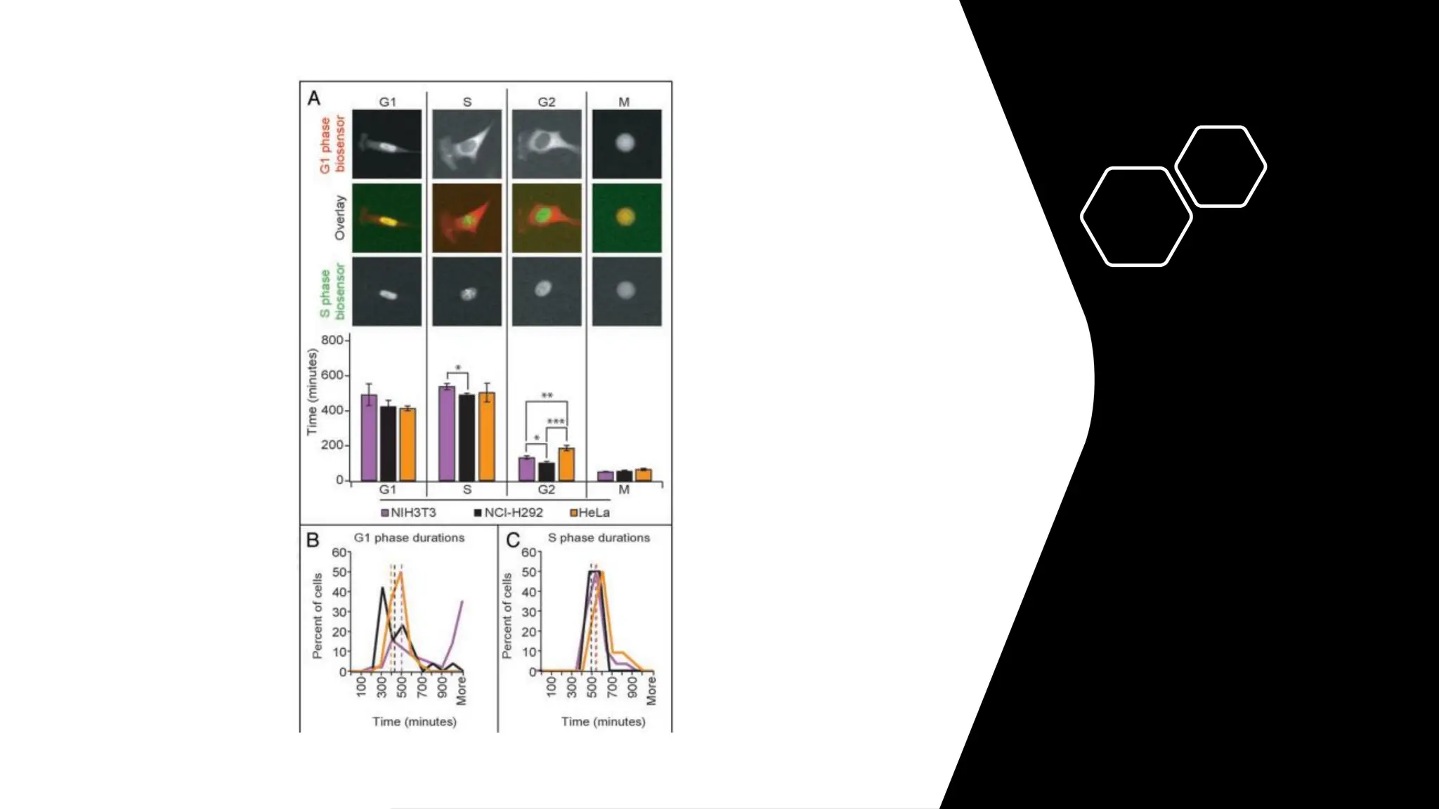 cell cycle: Phases, control and analysis.pdf