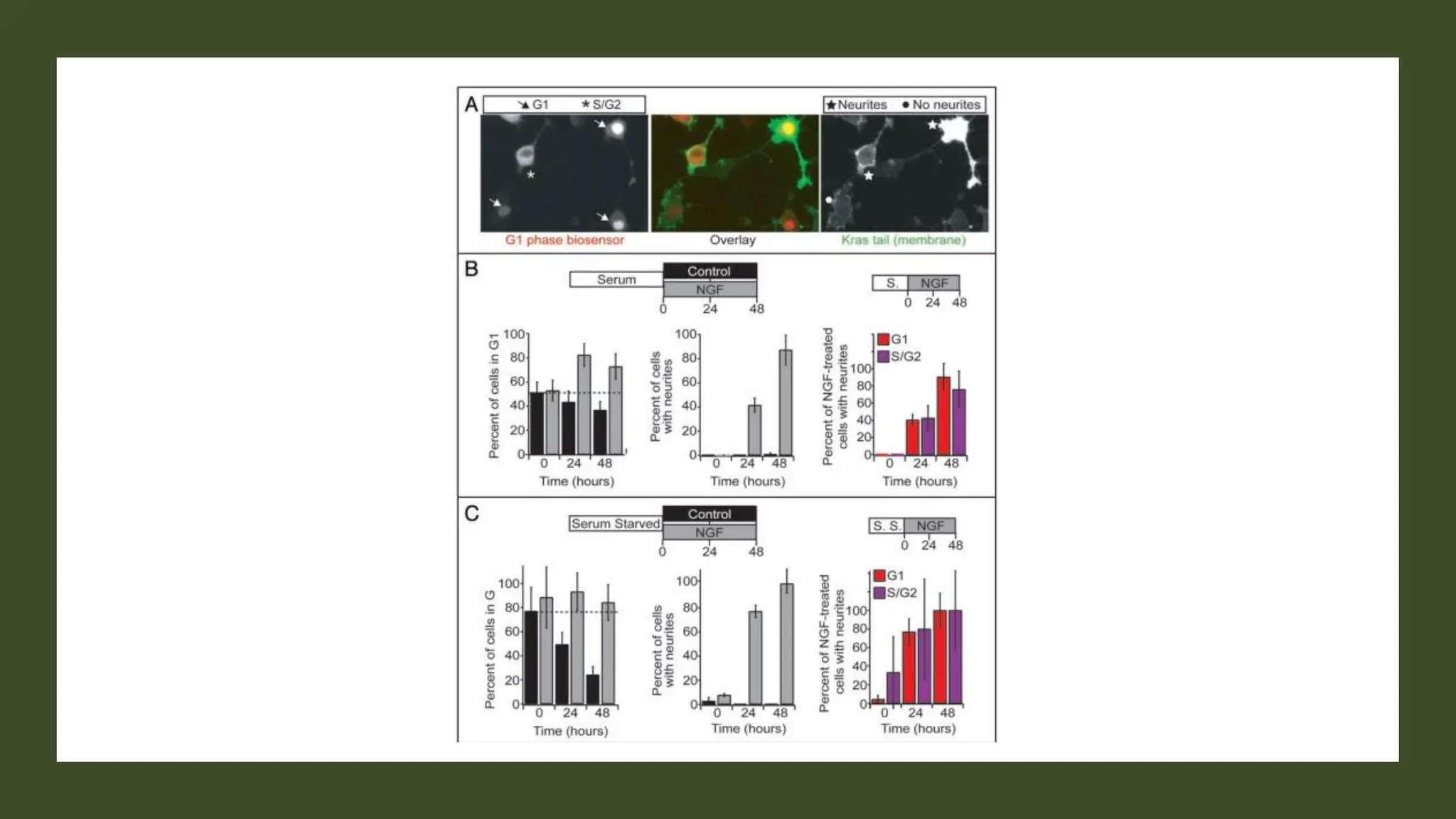cell cycle: Phases, control and analysis.pdf