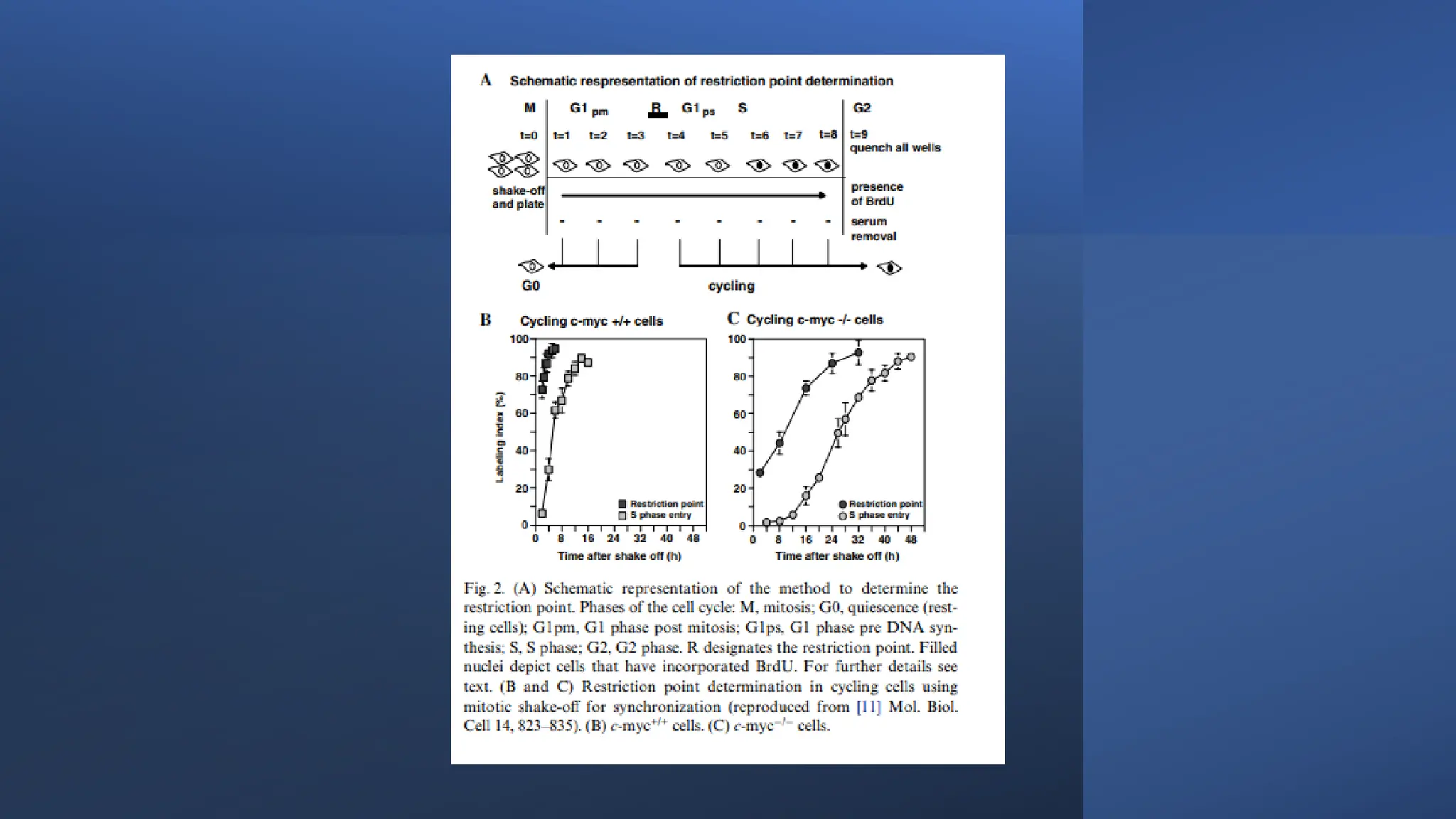 cell cycle: Phases, control and analysis.pdf