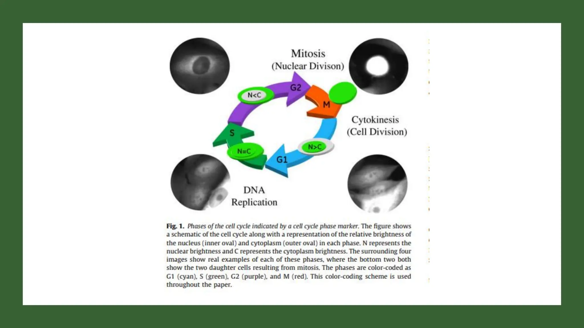 cell cycle: Phases, control and analysis.pdf