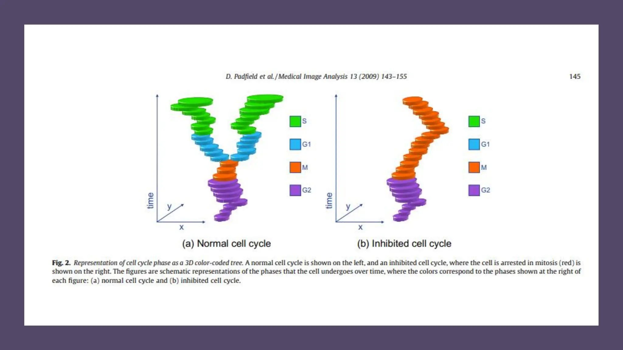 cell cycle: Phases, control and analysis.pdf