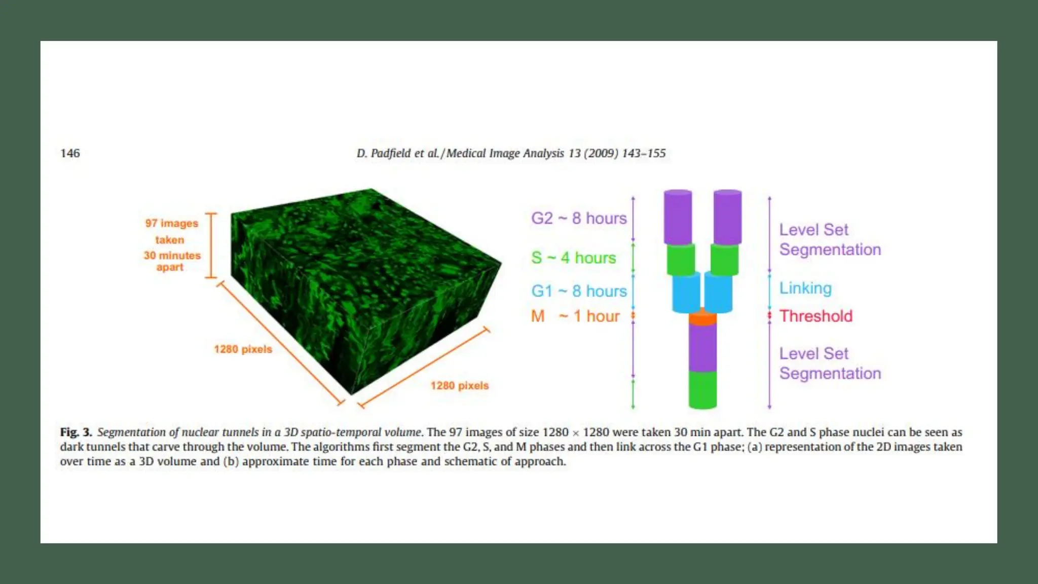 cell cycle: Phases, control and analysis.pdf