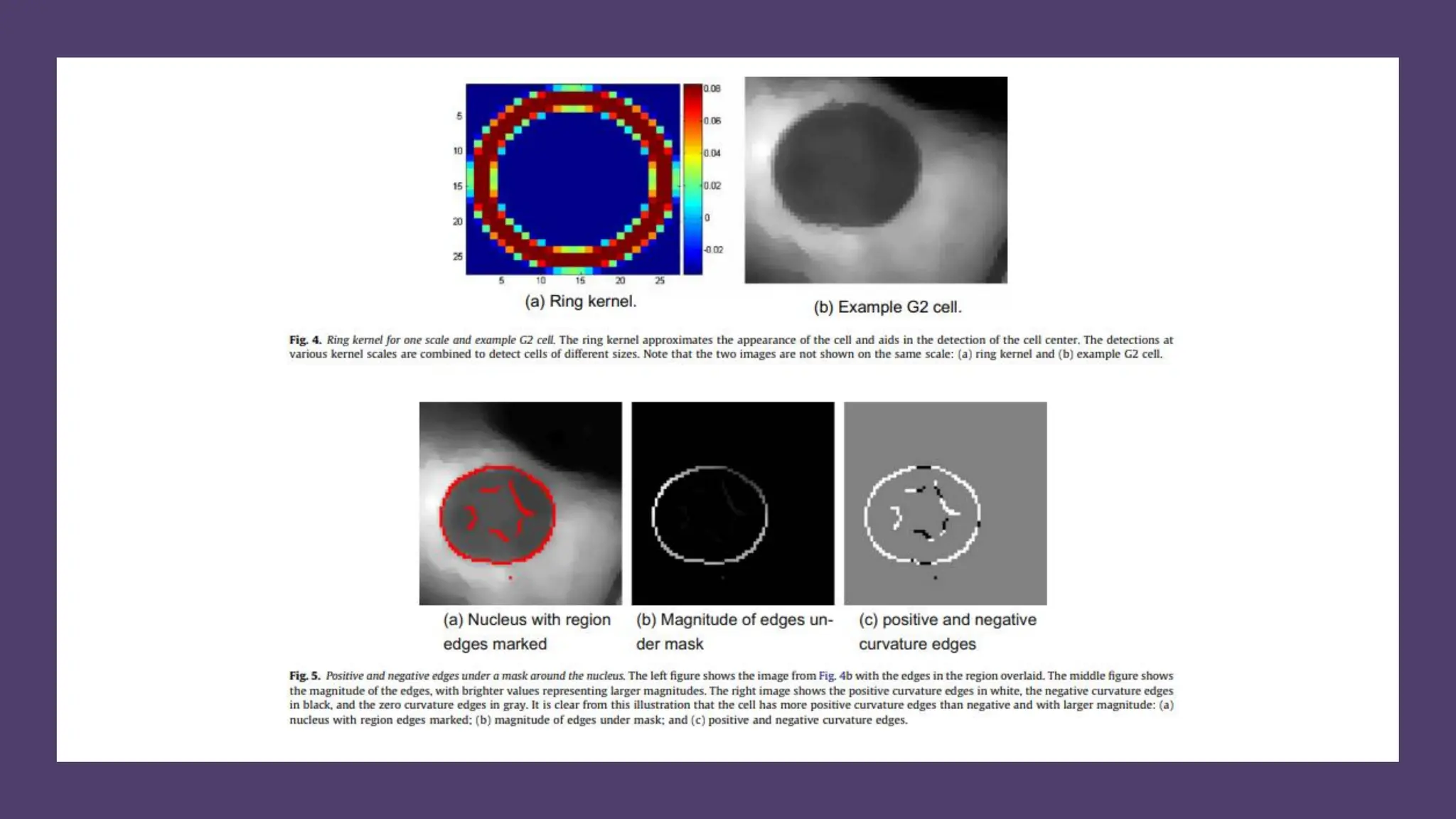 cell cycle: Phases, control and analysis.pdf
