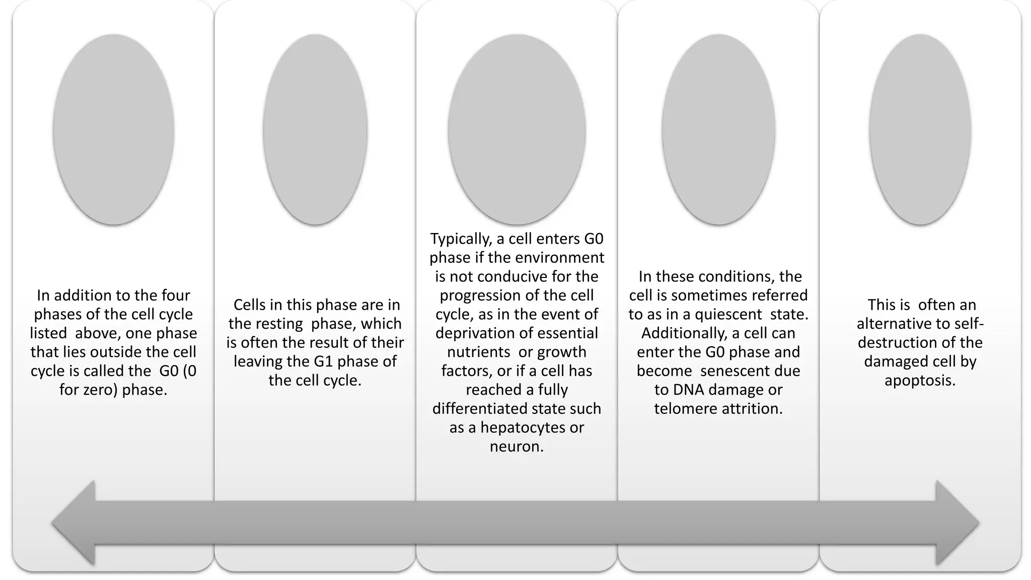 In addition to the four
phases of the cell cycle
listed above, one phase
that lies outside the cell
cycle is called the G0 (0
for zero) phase.
Cells in this phase are in
the resting phase, which
is often the result of their
leaving the G1 phase of
the cell cycle.
Typically, a cell enters G0
phase if the environment
is not conducive for the
progression of the cell
cycle, as in the event of
deprivation of essential
nutrients or growth
factors, or if a cell has
reached a fully
differentiated state such
as a hepatocytes or
neuron.
In these conditions, the
cell is sometimes referred
to as in a quiescent state.
Additionally, a cell can
enter the G0 phase and
become senescent due
to DNA damage or
telomere attrition.
This is often an
alternative to self-
destruction of the
damaged cell by
apoptosis.
 