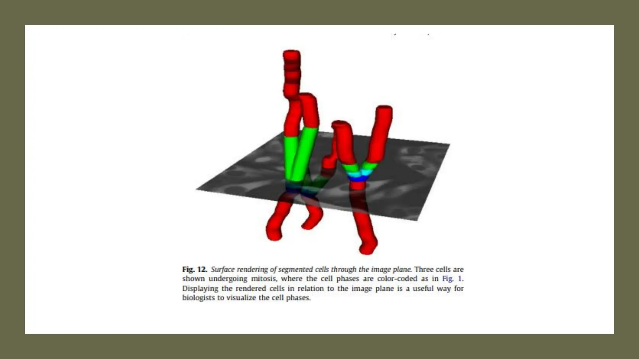 cell cycle: Phases, control and analysis.pdf