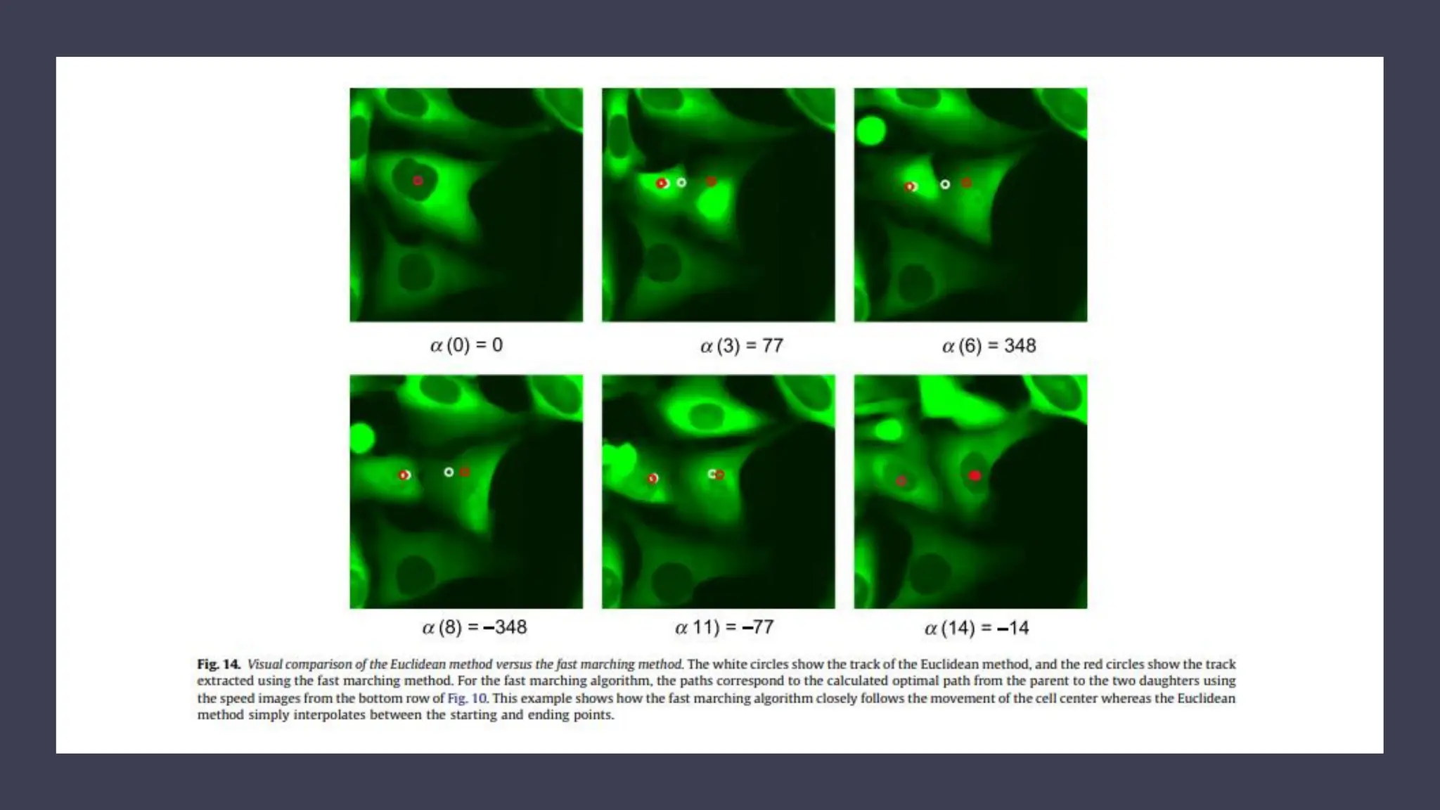 cell cycle: Phases, control and analysis.pdf