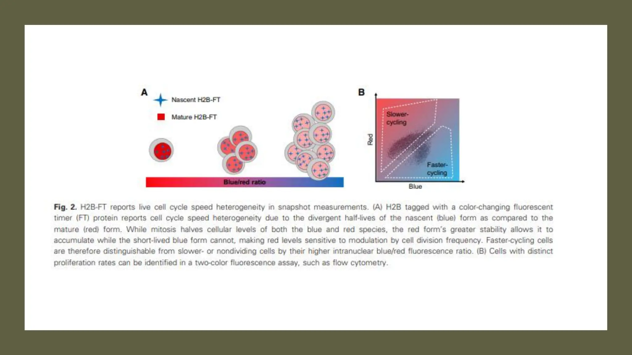 cell cycle: Phases, control and analysis.pdf