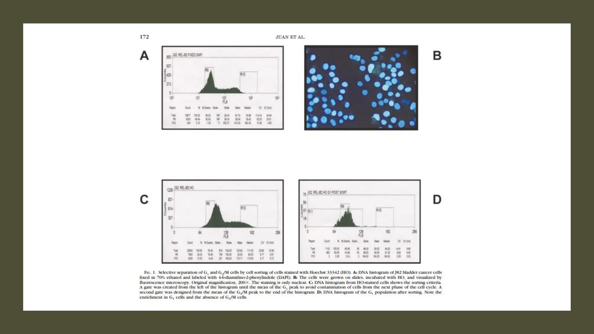 cell cycle: Phases, control and analysis.pdf