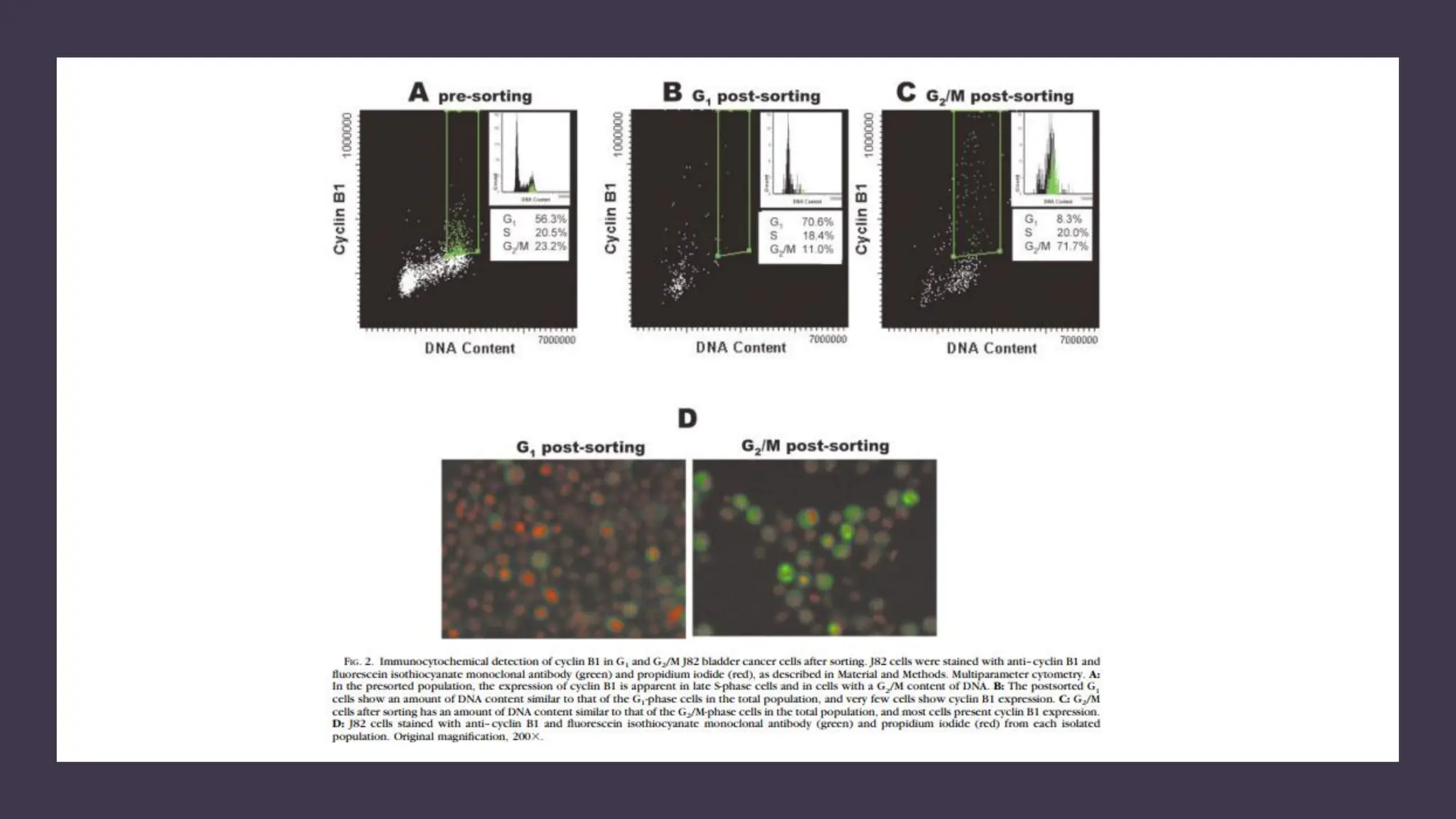 cell cycle: Phases, control and analysis.pdf