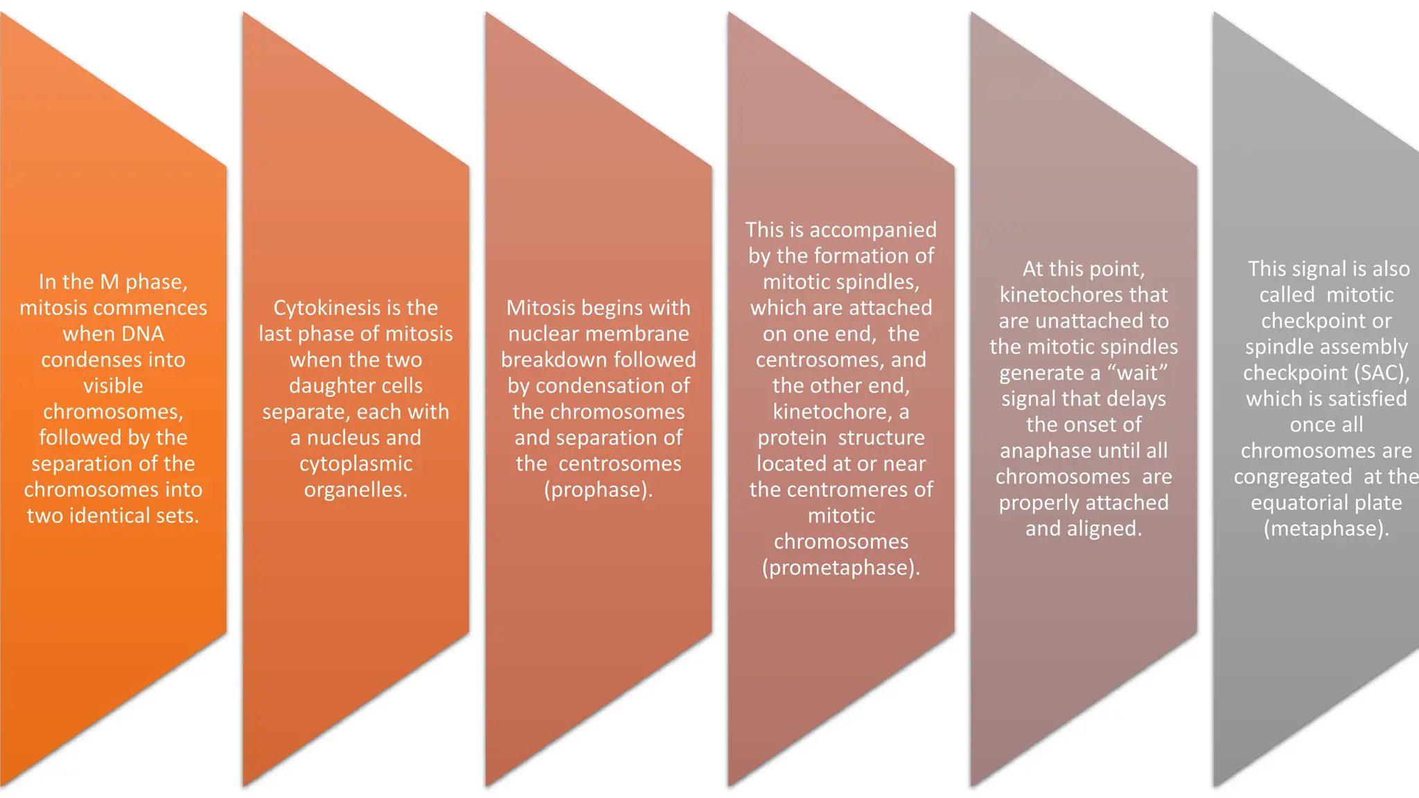In the M phase,
mitosis commences
when DNA
condenses into
visible
chromosomes,
followed by the
separation of the
chromosomes into
two identical sets.
Cytokinesis is the
last phase of mitosis
when the two
daughter cells
separate, each with
a nucleus and
cytoplasmic
organelles.
Mitosis begins with
nuclear membrane
breakdown followed
by condensation of
the chromosomes
and separation of
the centrosomes
(prophase).
This is accompanied
by the formation of
mitotic spindles,
which are attached
on one end, the
centrosomes, and
the other end,
kinetochore, a
protein structure
located at or near
the centromeres of
mitotic
chromosomes
(prometaphase).
At this point,
kinetochores that
are unattached to
the mitotic spindles
generate a “wait”
signal that delays
the onset of
anaphase until all
chromosomes are
properly attached
and aligned.
This signal is also
called mitotic
checkpoint or
spindle assembly
checkpoint (SAC),
which is satisfied
once all
chromosomes are
congregated at the
equatorial plate
(metaphase).
 