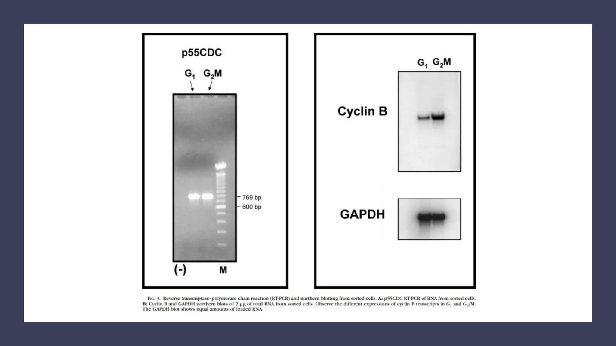 cell cycle: Phases, control and analysis.pdf
