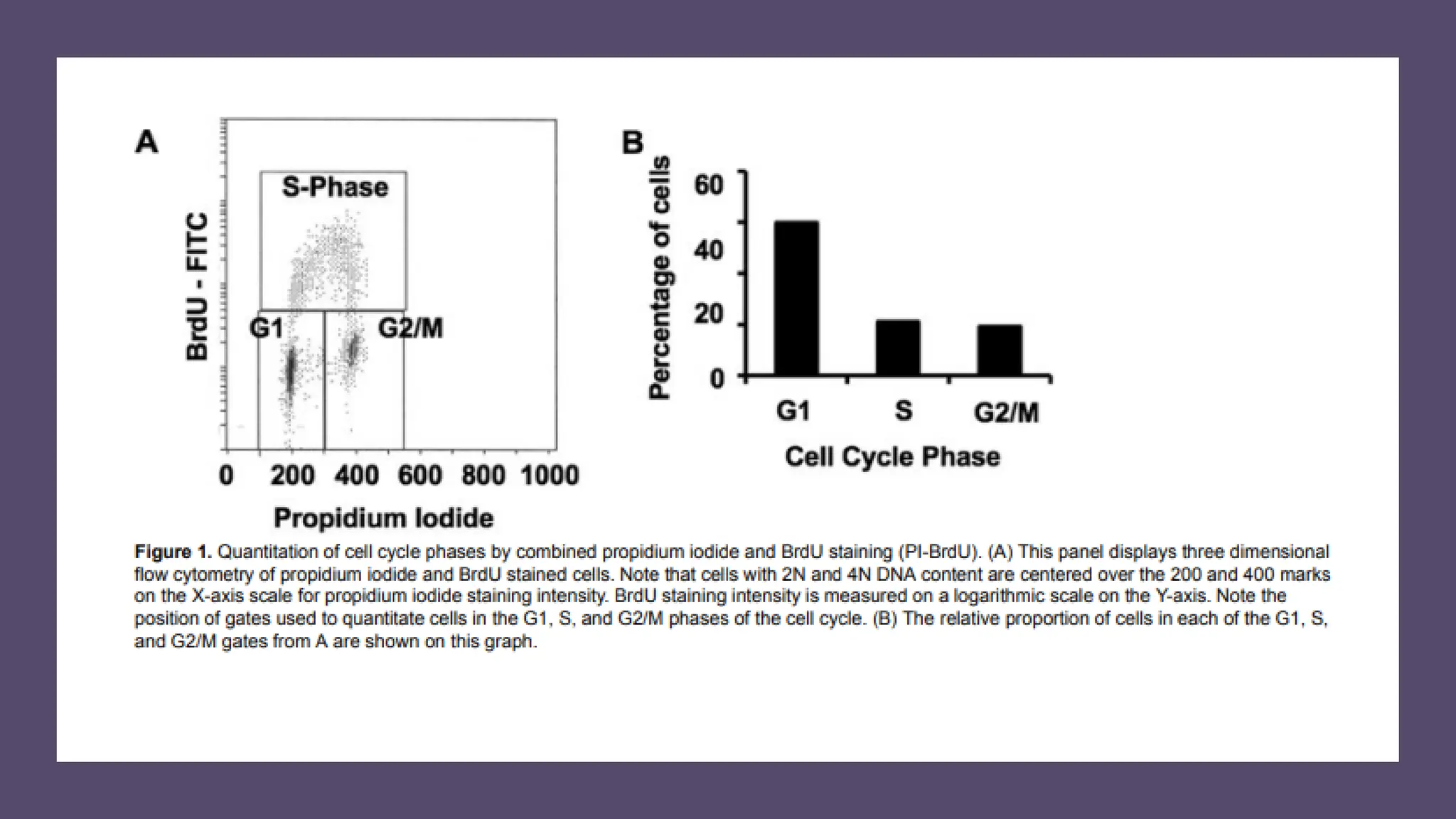cell cycle: Phases, control and analysis.pdf