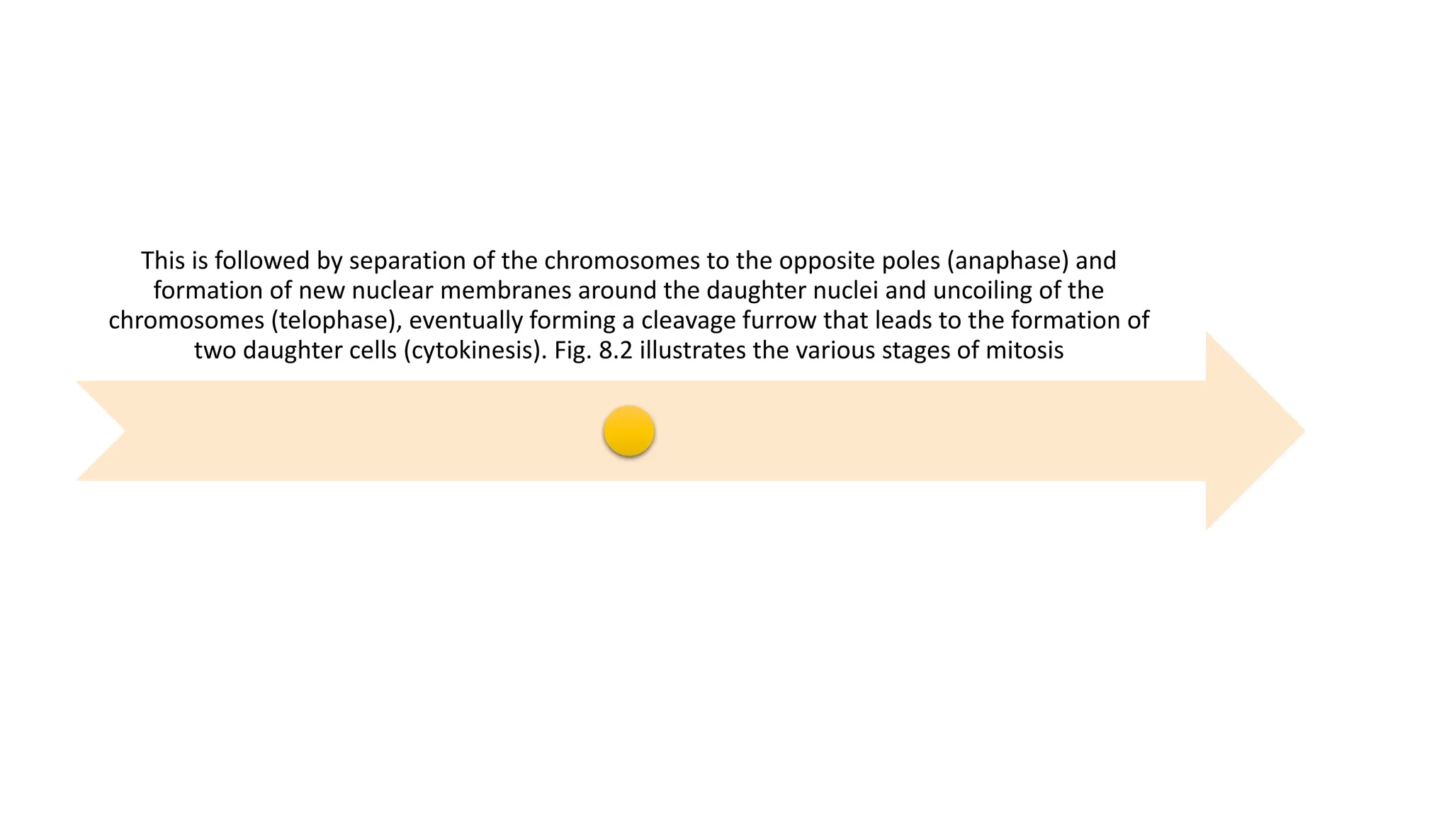 This is followed by separation of the chromosomes to the opposite poles (anaphase) and
formation of new nuclear membranes around the daughter nuclei and uncoiling of the
chromosomes (telophase), eventually forming a cleavage furrow that leads to the formation of
two daughter cells (cytokinesis). Fig. 8.2 illustrates the various stages of mitosis
 