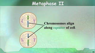 Comprehensive Lesson on Cell Division.pptx