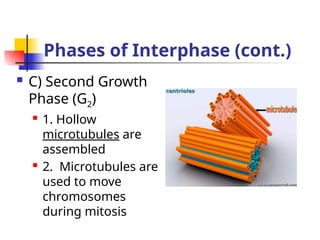 Phases of Interphase (cont.)
 C) Second Growth
Phase (G2)
 1. Hollow
microtubules are
assembled
 2. Microtubules are
used to move
chromosomes
during mitosis
 