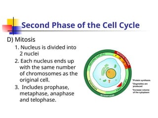 Second Phase of the Cell Cycle
D) Mitosis
1. Nucleus is divided into
2 nuclei
2. Each nucleus ends up
with the same number
of chromosomes as the
original cell.
3. Includes prophase,
metaphase, anaphase
and telophase.
 