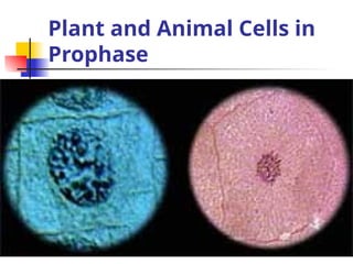 Plant and Animal Cells in
Prophase
 Plant & animal cells
in prophase
 
