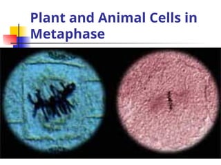 Plant and Animal Cells in
Metaphase
 