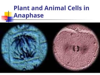 Plant and Animal Cells in
Anaphase
 