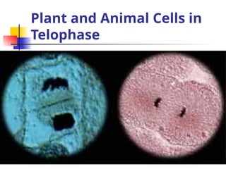 Plant and Animal Cells in
Telophase
 