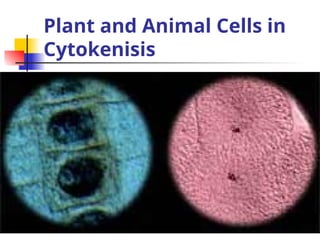 Plant and Animal Cells in
Cytokenisis
 