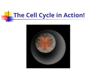 The Cell Cycle in Action!
 