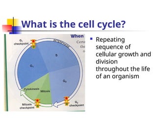 What is the cell cycle?
 Repeating
sequence of
cellular growth and
division
throughout the life
of an organism
 