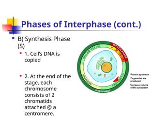 CELL CYCLE AND HOW THE CELL DIVIDES.pptx