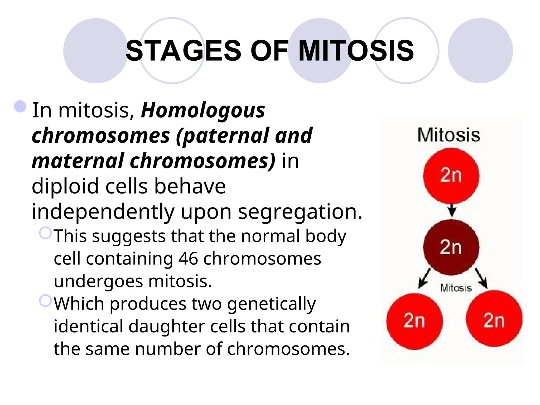 STAGES OF MITOSIS
In mitosis, Homologous
chromosomes (paternal and
maternal chromosomes) in
diploid cells behave
independently upon segregation.
This suggests that the normal body
cell containing 46 chromosomes
undergoes mitosis.
Which produces two genetically
identical daughter cells that contain
the same number of chromosomes.
 