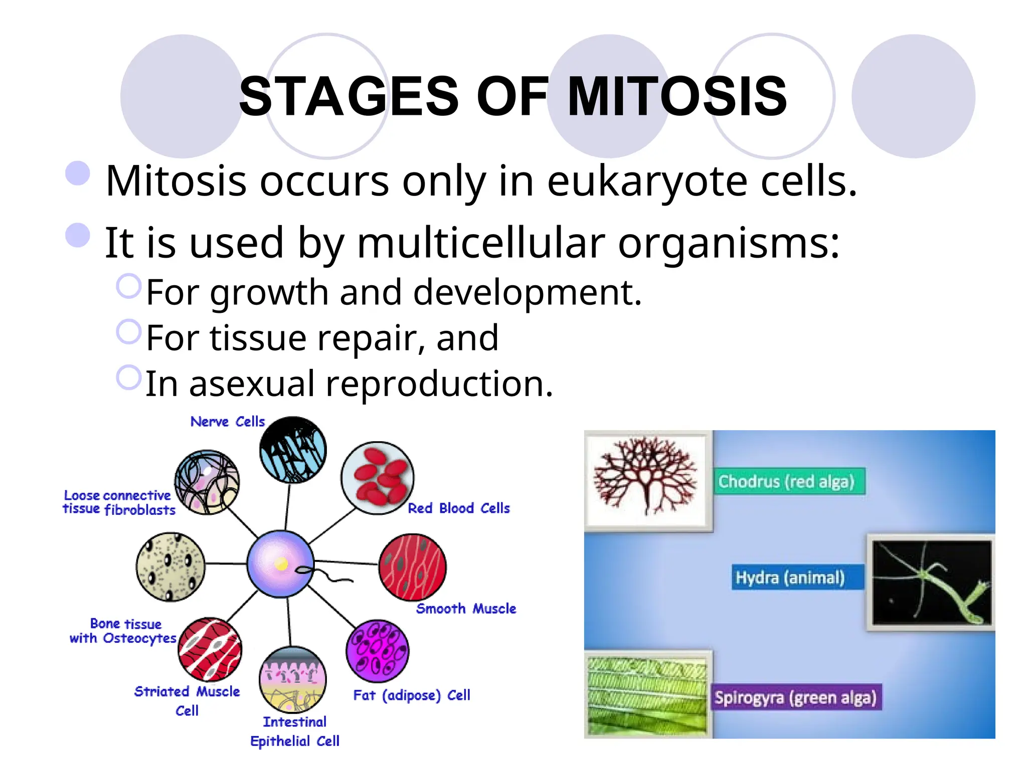 STAGES OF MITOSIS
Mitosis occurs only in eukaryote cells.
It is used by multicellular organisms:
For growth and development.
For tissue repair, and
In asexual reproduction.
 