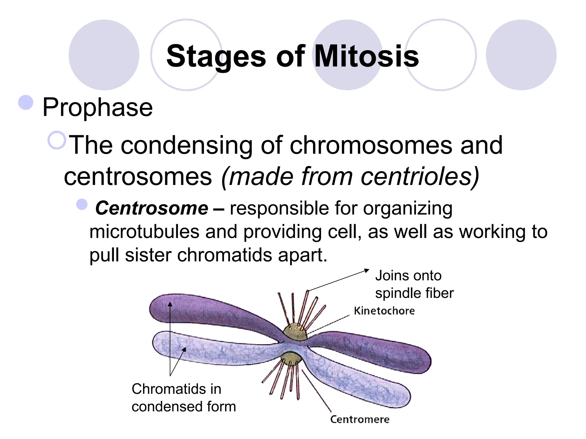 Stages of Mitosis
Prophase
The condensing of chromosomes and
centrosomes (made from centrioles)
Centrosome – responsible for organizing
microtubules and providing cell, as well as working to
pull sister chromatids apart.
Joins onto
spindle fiber
Chromatids in
condensed form
 