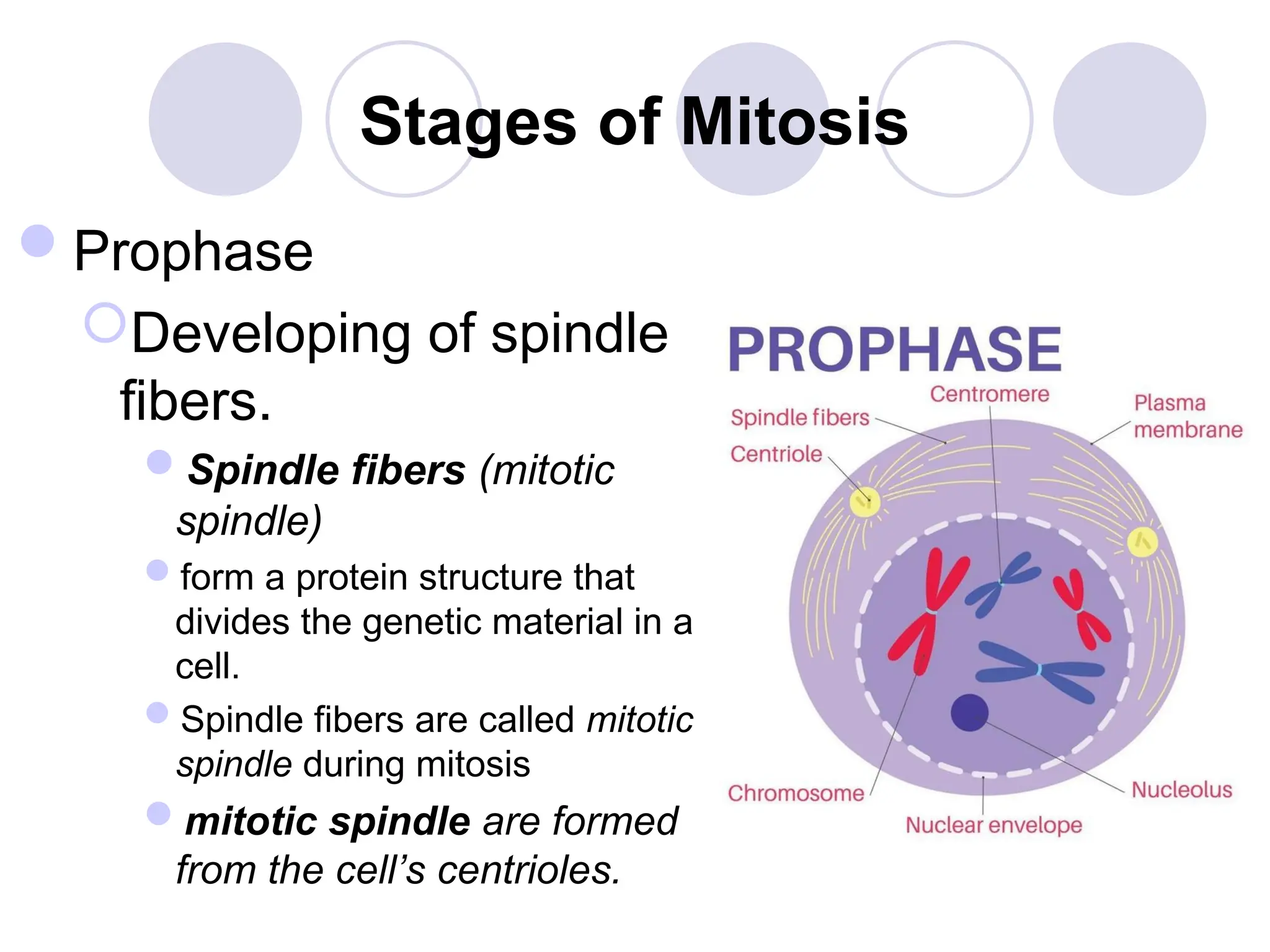 Stages of Mitosis
Prophase
Developing of spindle
fibers.
Spindle fibers (mitotic
spindle)
form a protein structure that
divides the genetic material in a
cell.
Spindle fibers are called mitotic
spindle during mitosis
mitotic spindle are formed
from the cell’s centrioles.
 