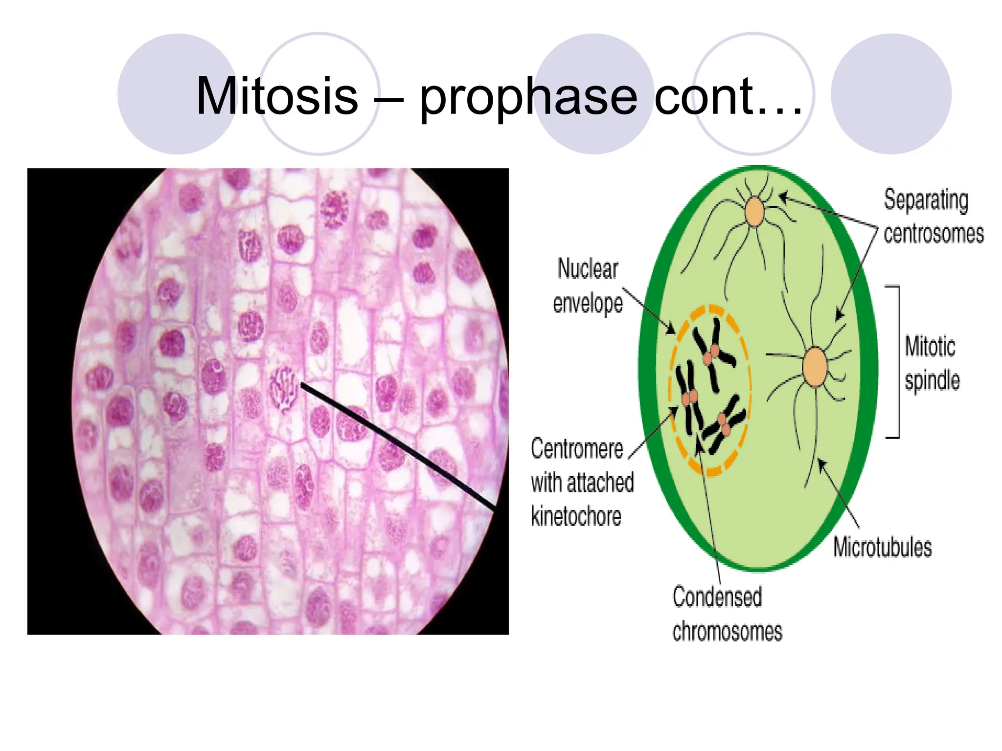 Mitosis – prophase cont…
 