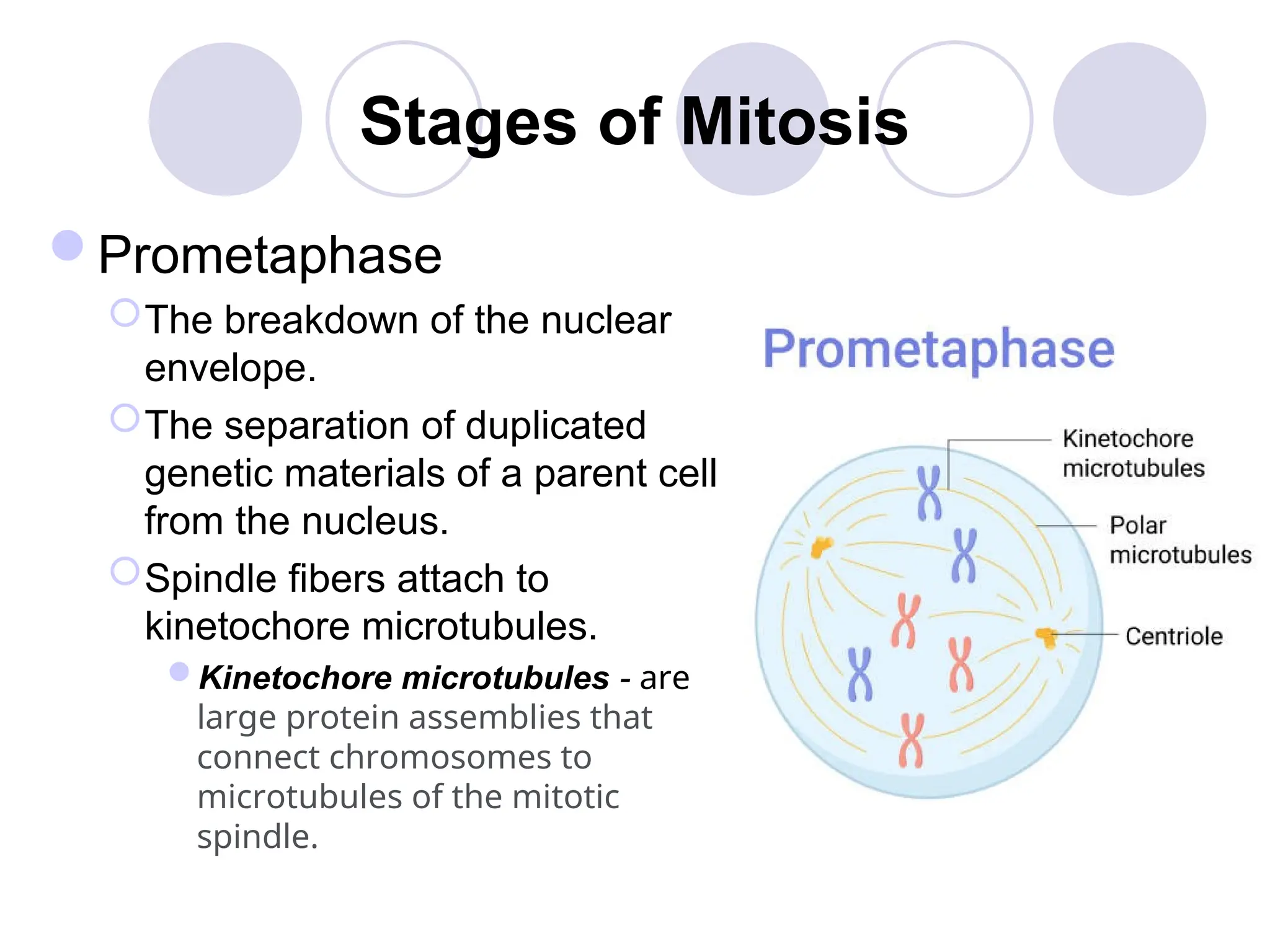 Stages of Mitosis
Prometaphase
The breakdown of the nuclear
envelope.
The separation of duplicated
genetic materials of a parent cell
from the nucleus.
Spindle fibers attach to
kinetochore microtubules.
Kinetochore microtubules - are
large protein assemblies that
connect chromosomes to
microtubules of the mitotic
spindle.
 