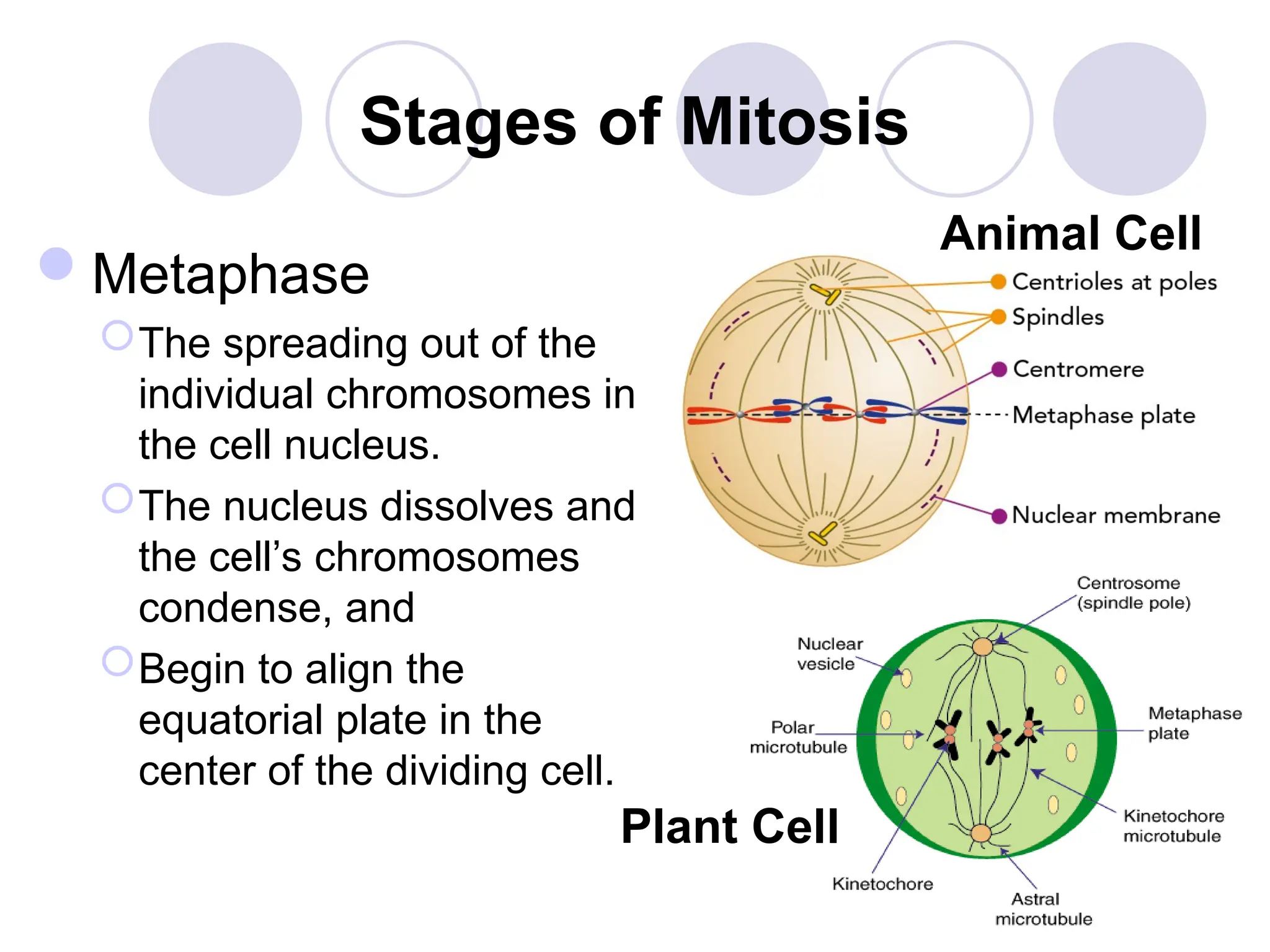 Stages of Mitosis
Metaphase
The spreading out of the
individual chromosomes in
the cell nucleus.
The nucleus dissolves and
the cell’s chromosomes
condense, and
Begin to align the
equatorial plate in the
center of the dividing cell.
Plant Cell
Animal Cell
 