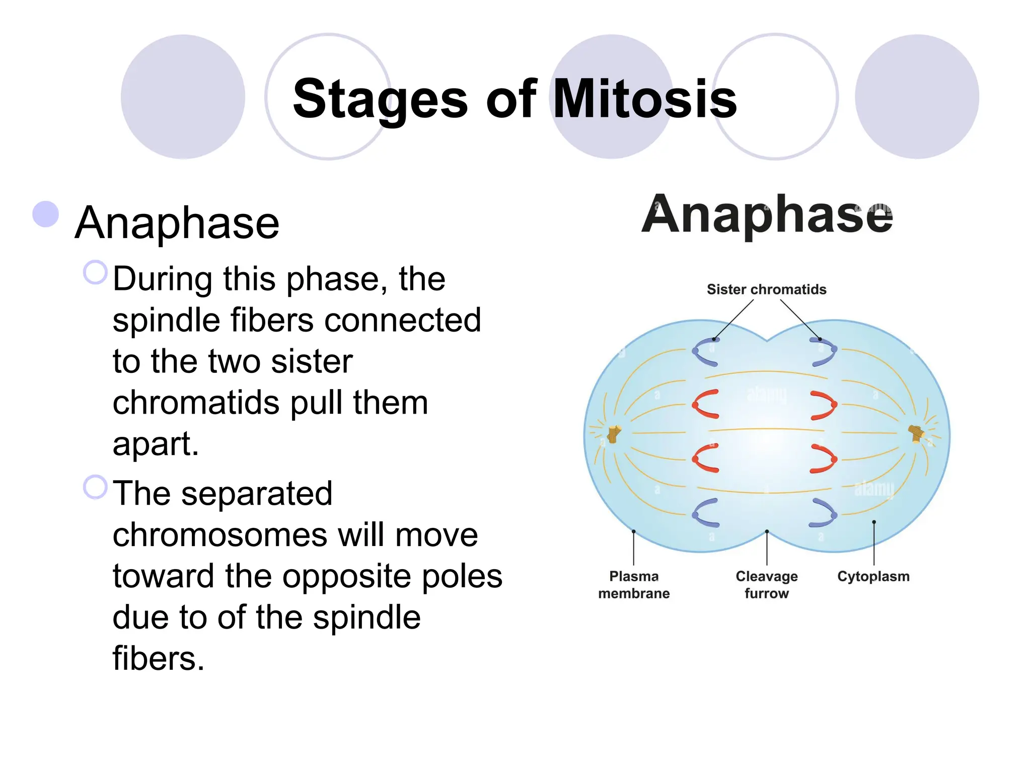 Stages of Mitosis
Anaphase
During this phase, the
spindle fibers connected
to the two sister
chromatids pull them
apart.
The separated
chromosomes will move
toward the opposite poles
due to of the spindle
fibers.
 