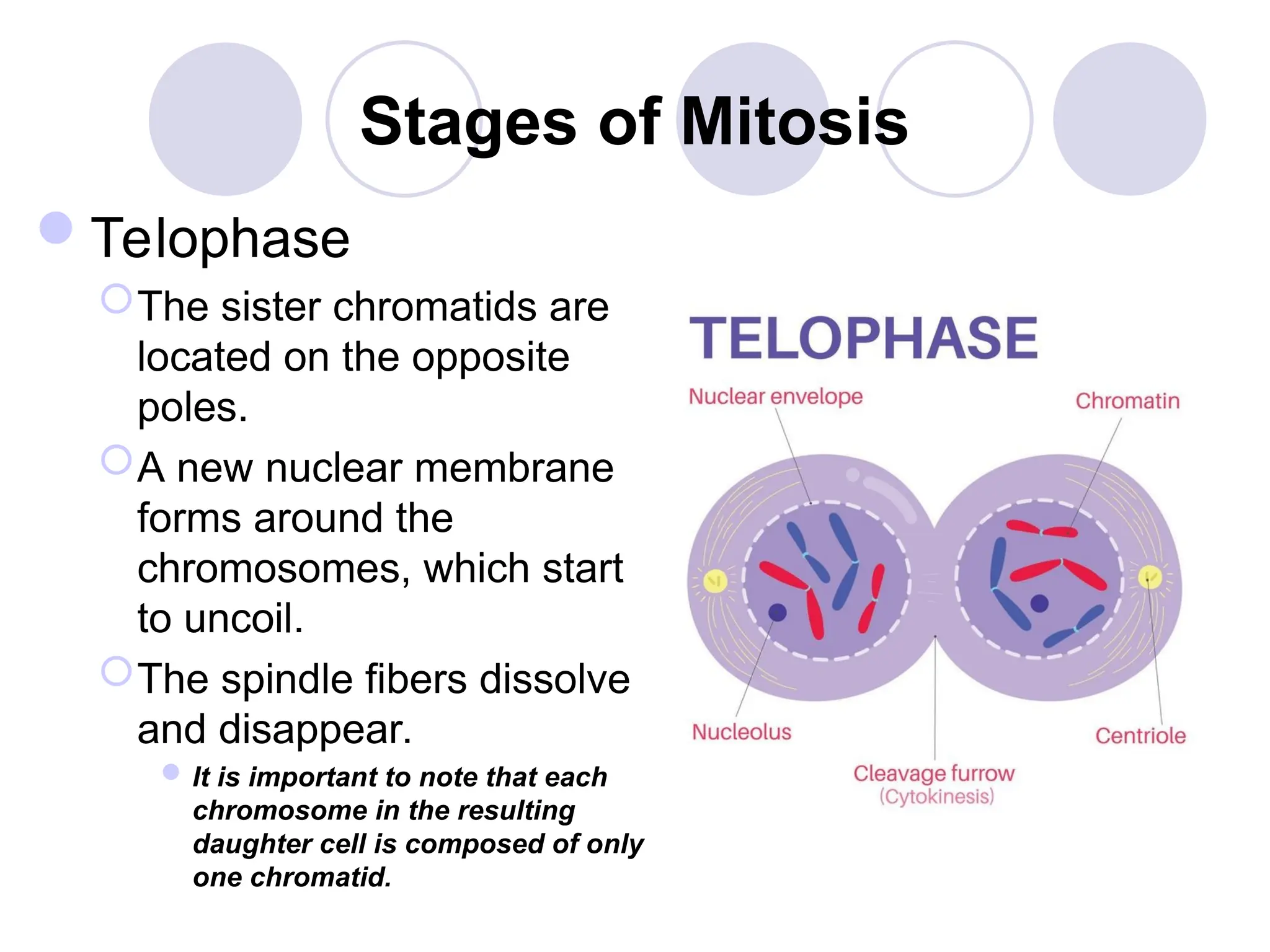 Stages of Mitosis
Telophase
The sister chromatids are
located on the opposite
poles.
A new nuclear membrane
forms around the
chromosomes, which start
to uncoil.
The spindle fibers dissolve
and disappear.
It is important to note that each
chromosome in the resulting
daughter cell is composed of only
one chromatid.
 